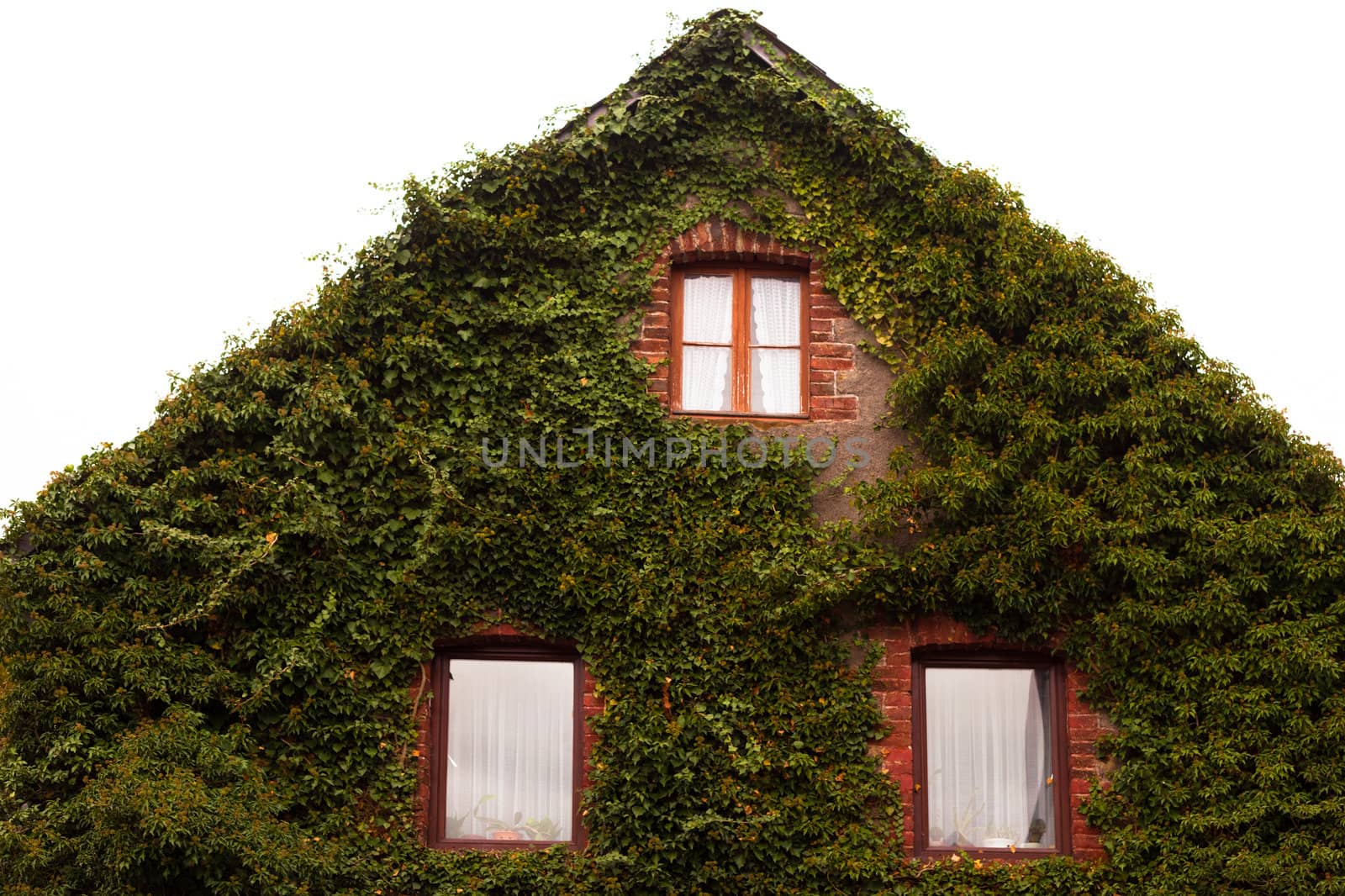 Common Ivy (Hedera helix) totally covers stone gable wall of house.