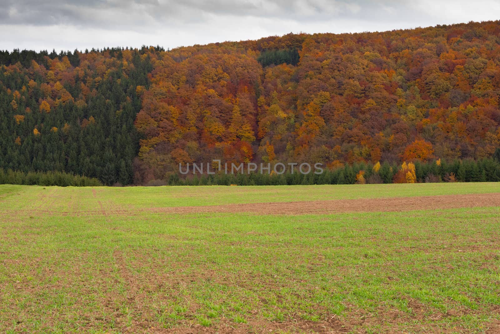 Farmland in Eifel region, Germany, with winter grain starting to grow in fall.