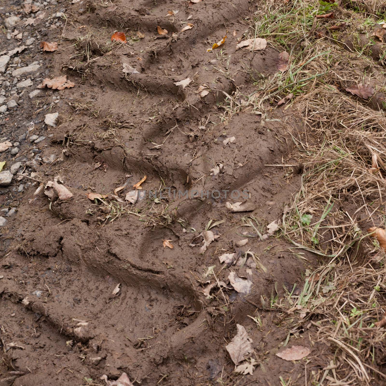 Deep tractor imprints on muddy dirt trail.