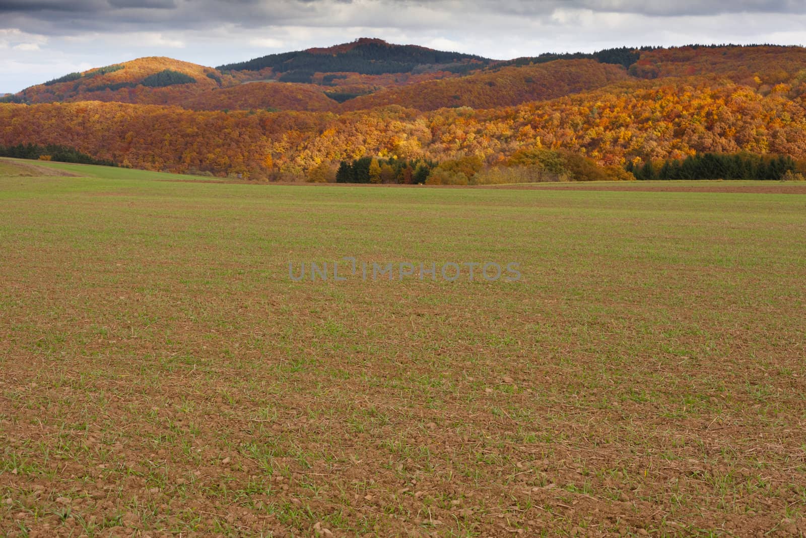 Farmland in Eifel region, Germany, with winter grain starting to grow in fall.