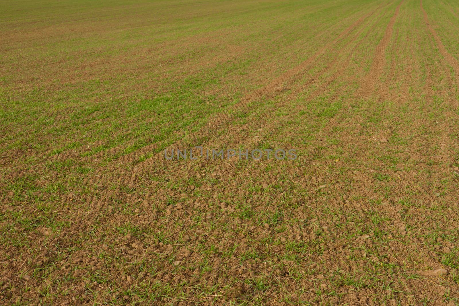 Rows of young winter grain on field. by PiLens