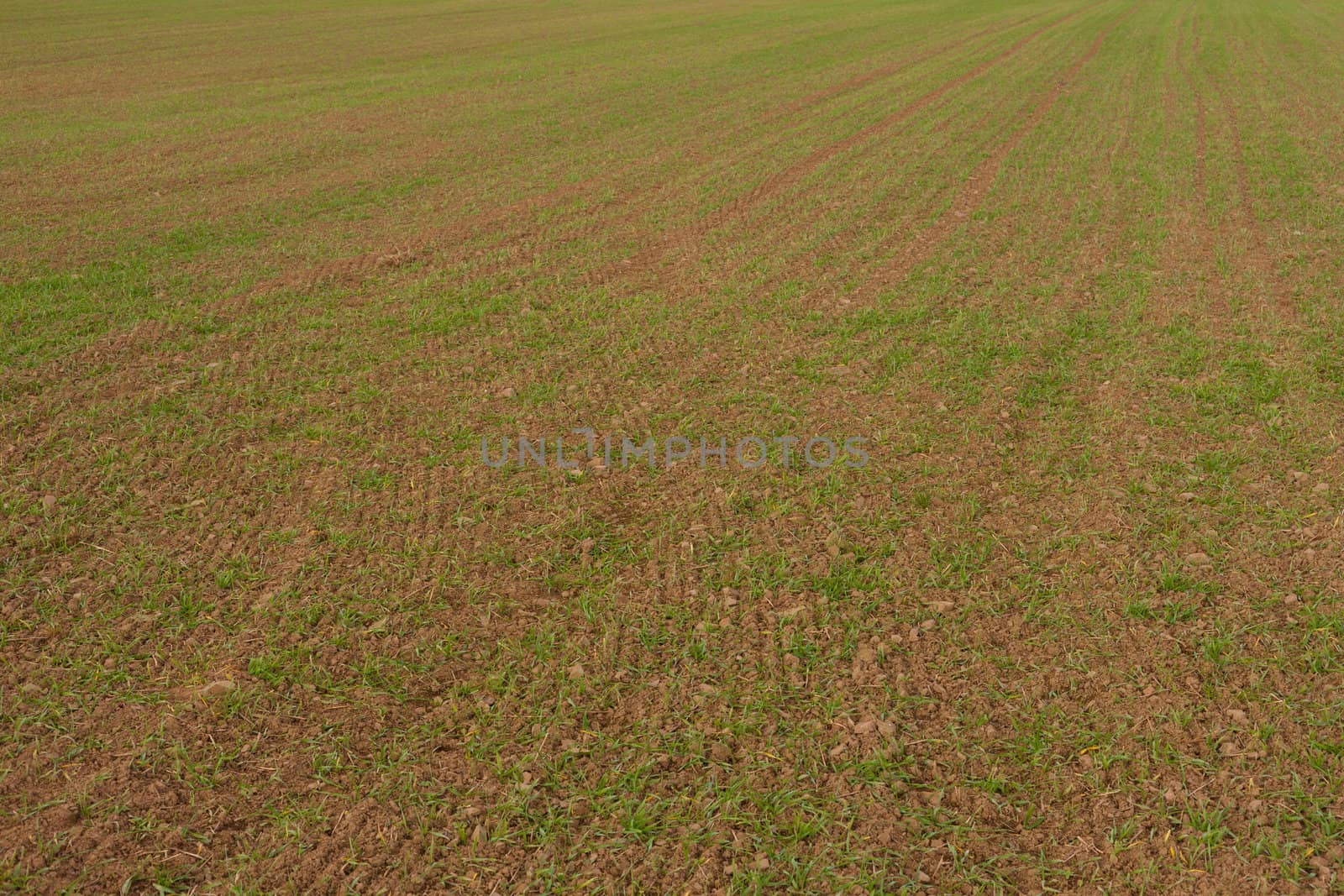 Rows of young winter grain on field. by PiLens