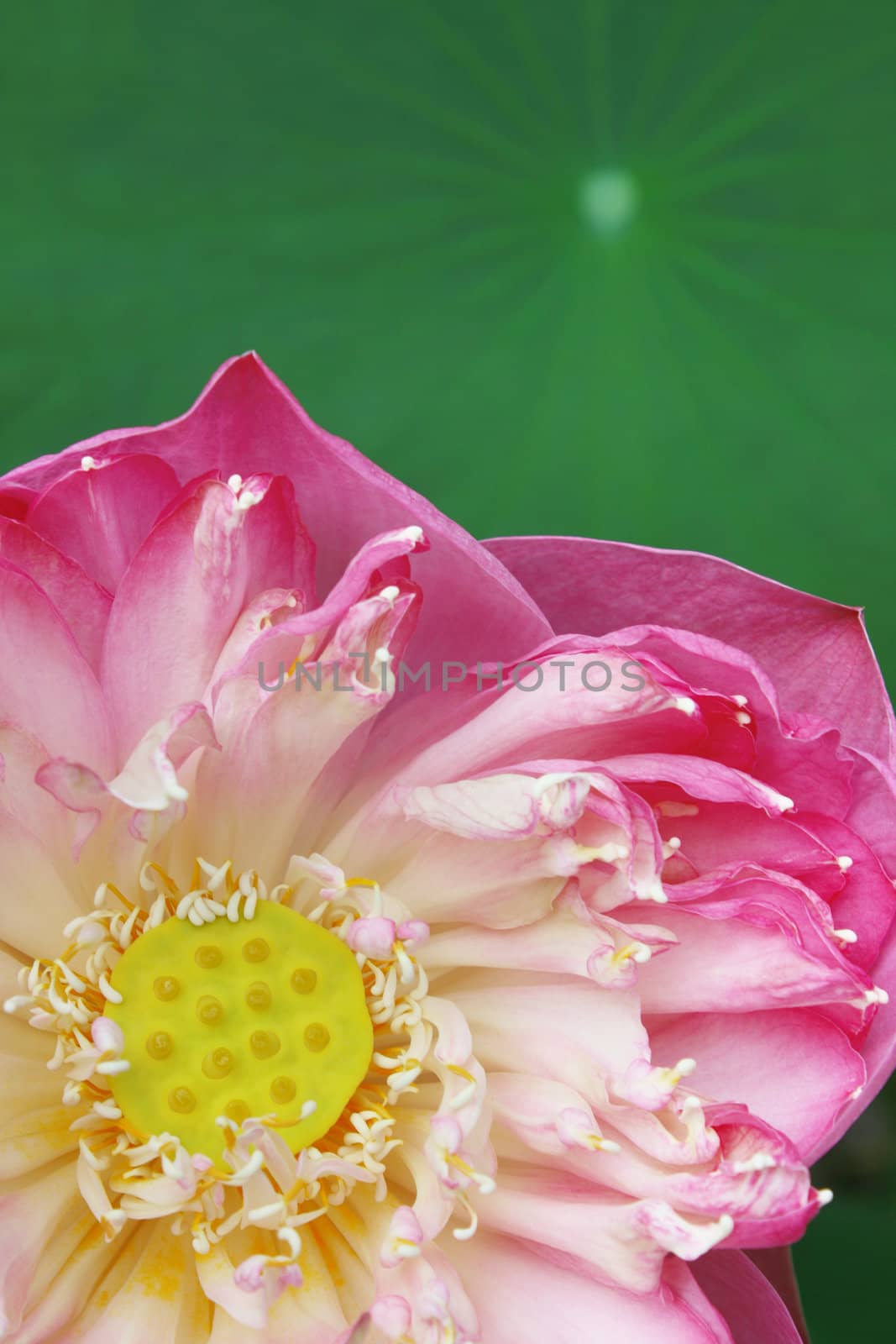 Close up lotus for the background