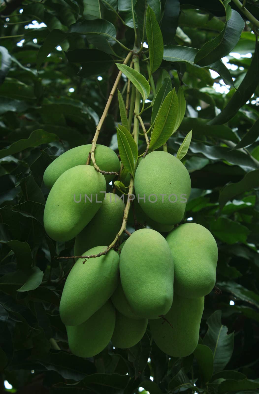 Green mangoes on the tree