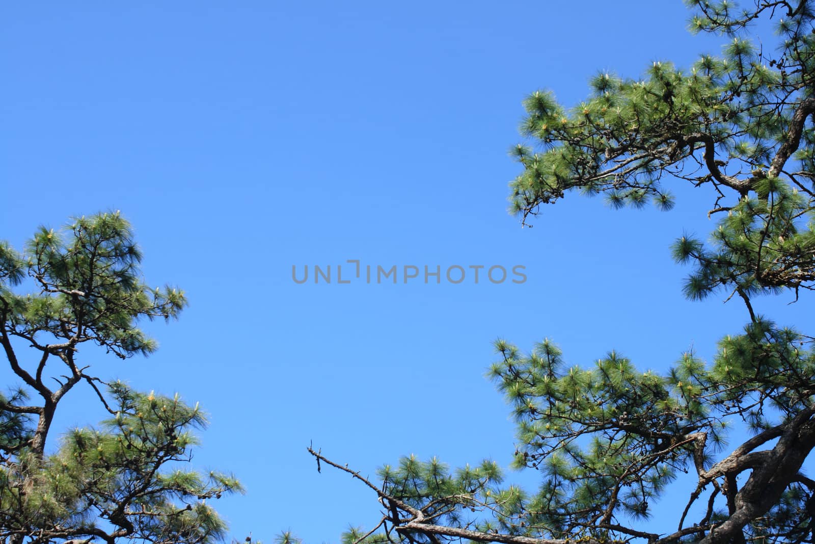 Pine tree and blue sky