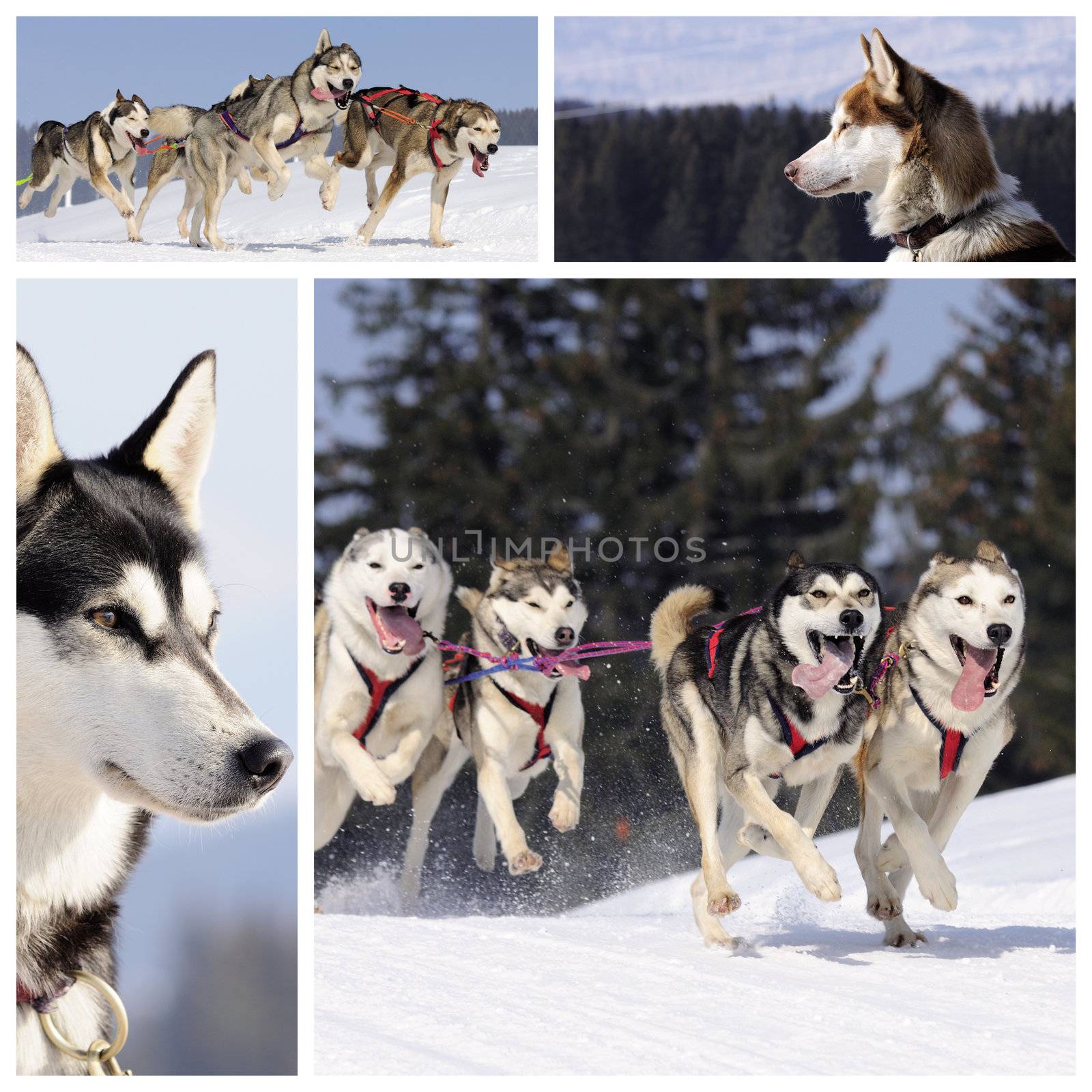 Sportive dogs are running in the snow, mountain in winter