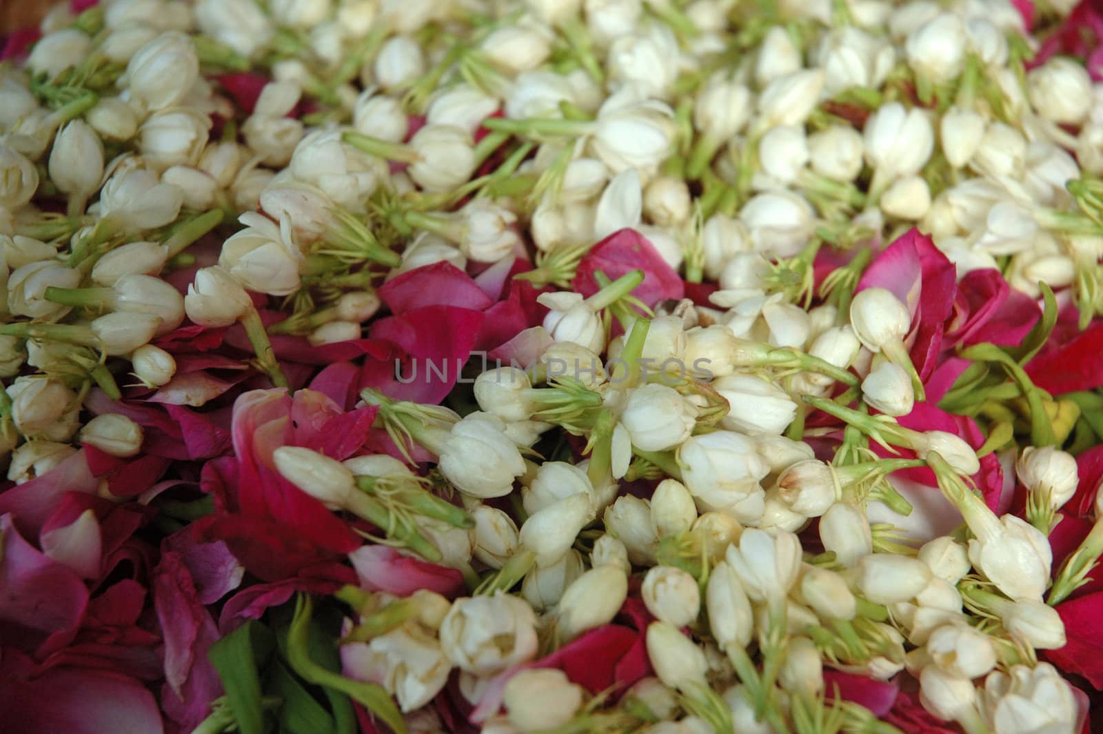 close up of jasmine bud that used in indonesian traditional wedding procession
