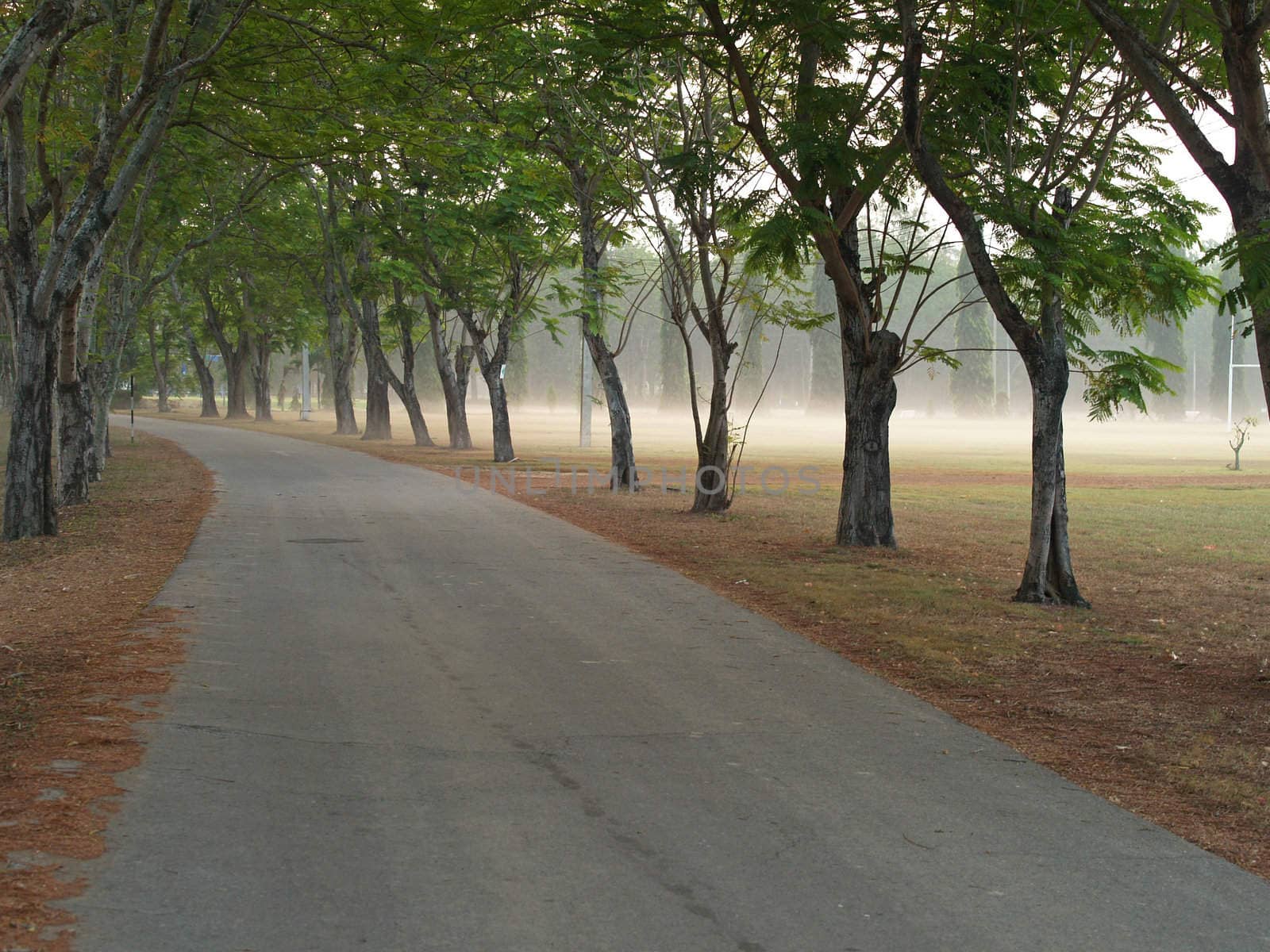 Road path in a foggy park