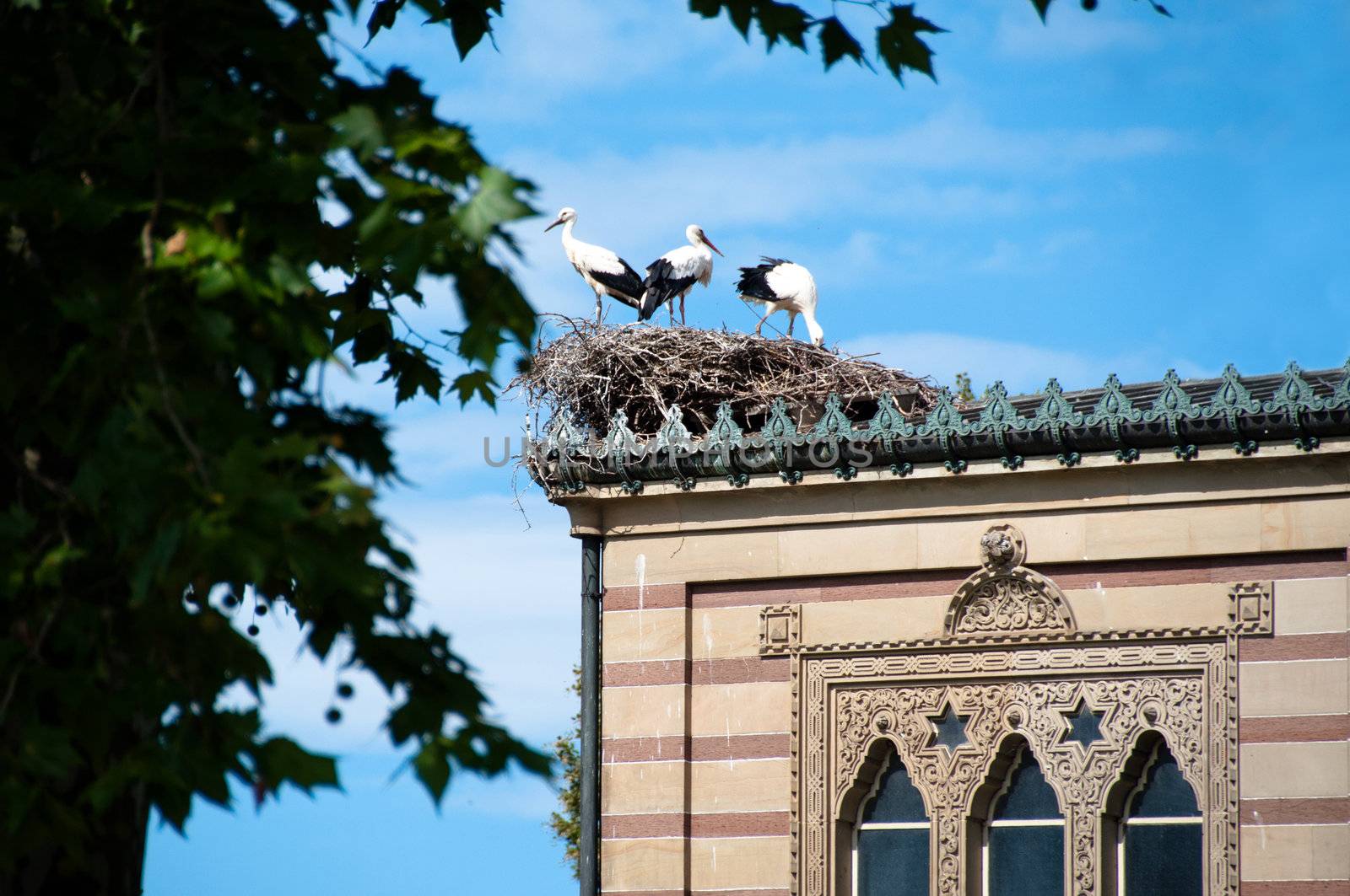 Family of three storks in the nest on arabic building