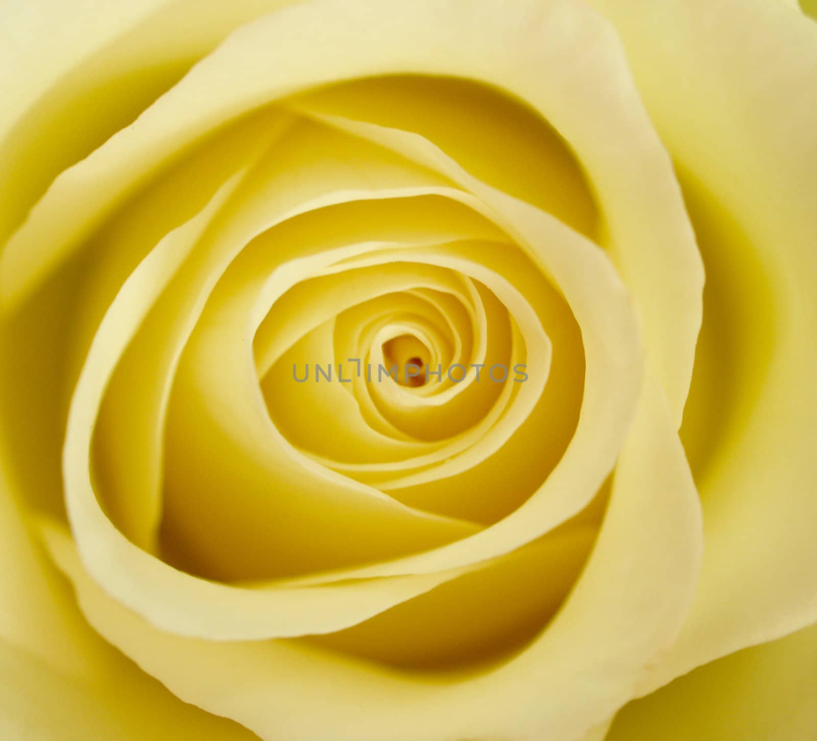 Close up of yellow rose