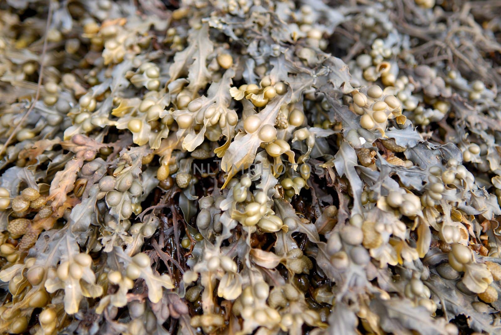 sea weed. Please note: No negative use allowed.