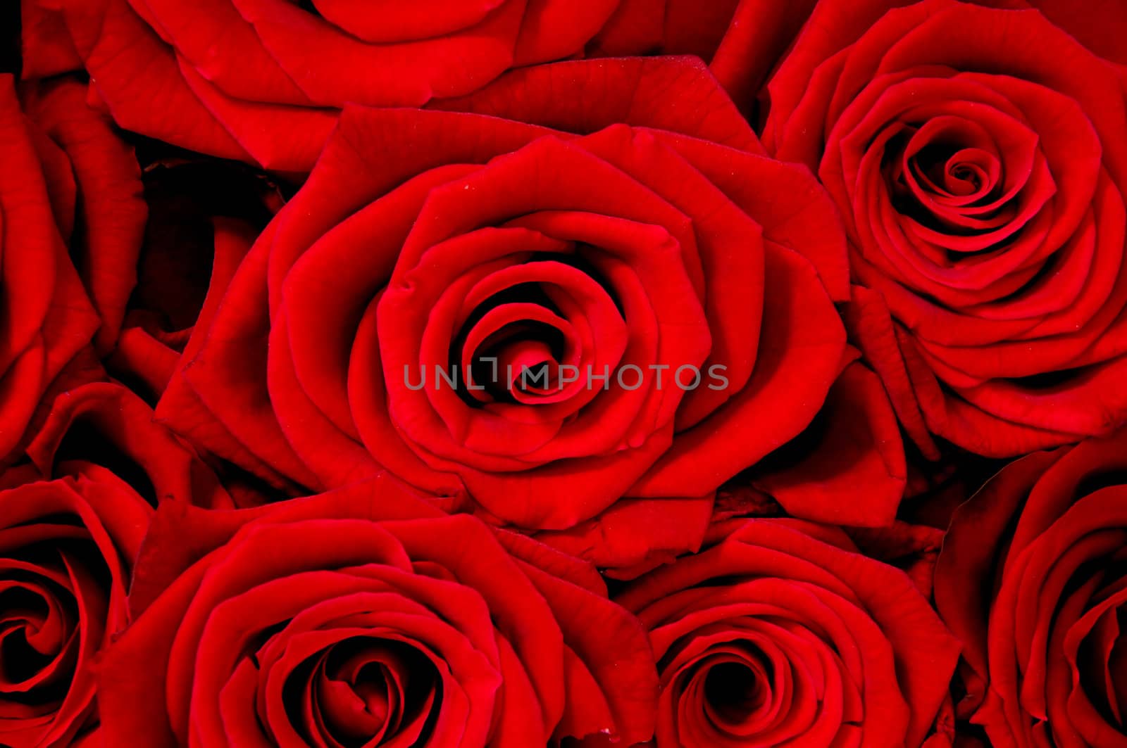 Rose background. by cfoto