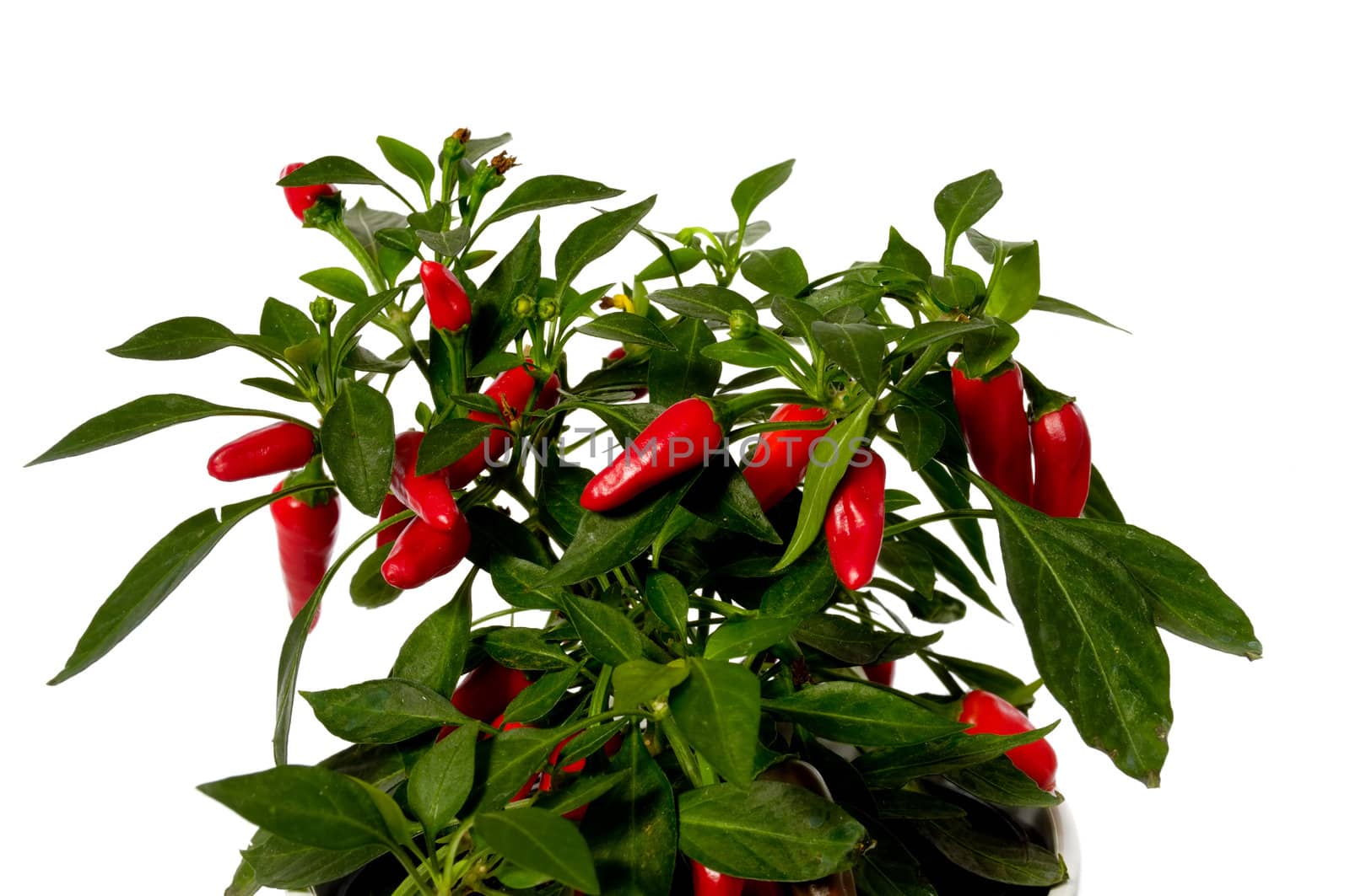 Chilli plant by cfoto