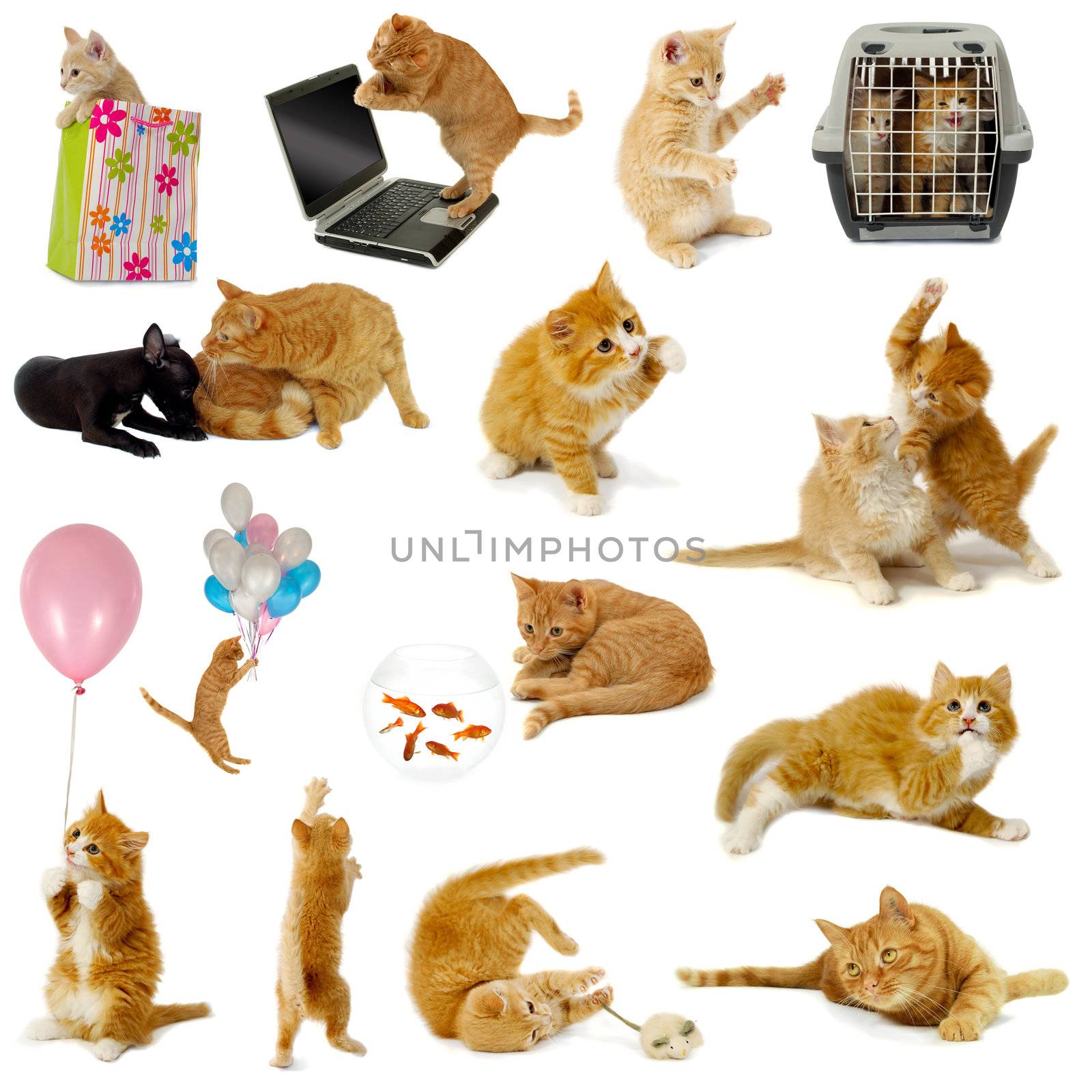 Cat collection isolated on white background. The cats are with laptop, dog, balloons, goldfish and mouse.