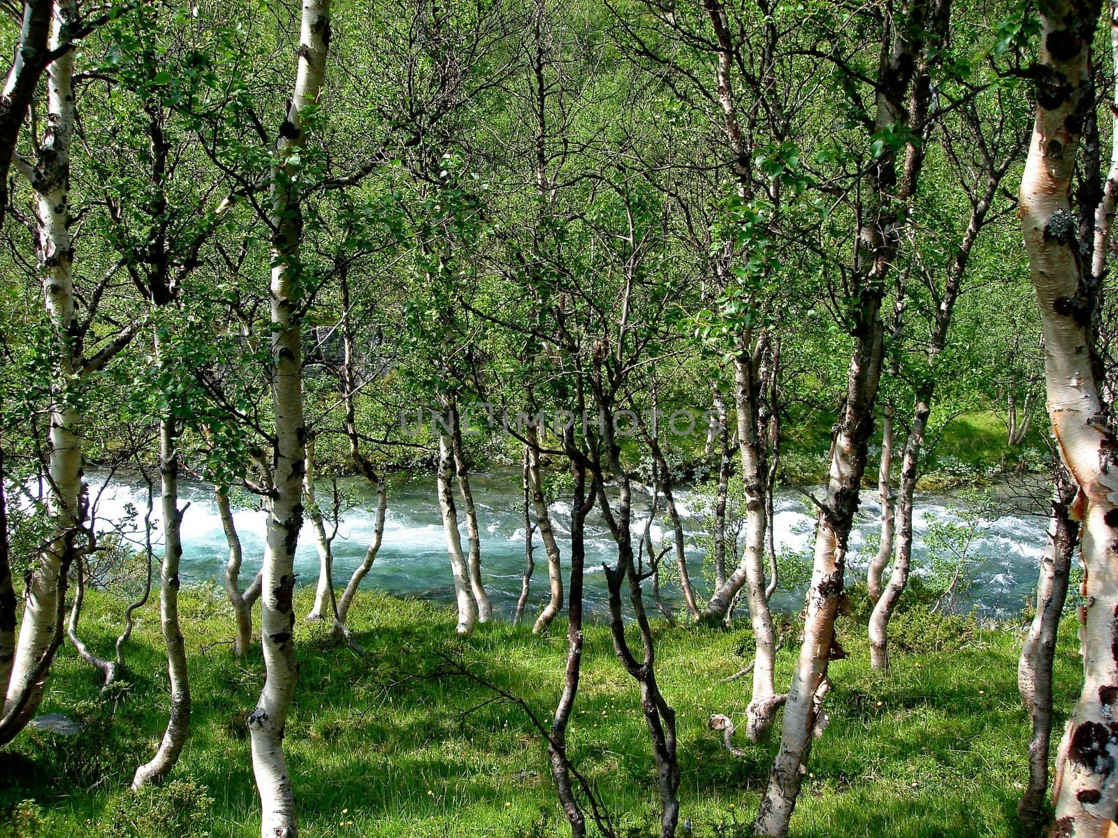 Scandinavian Lifestyle - forest by Bildehagen