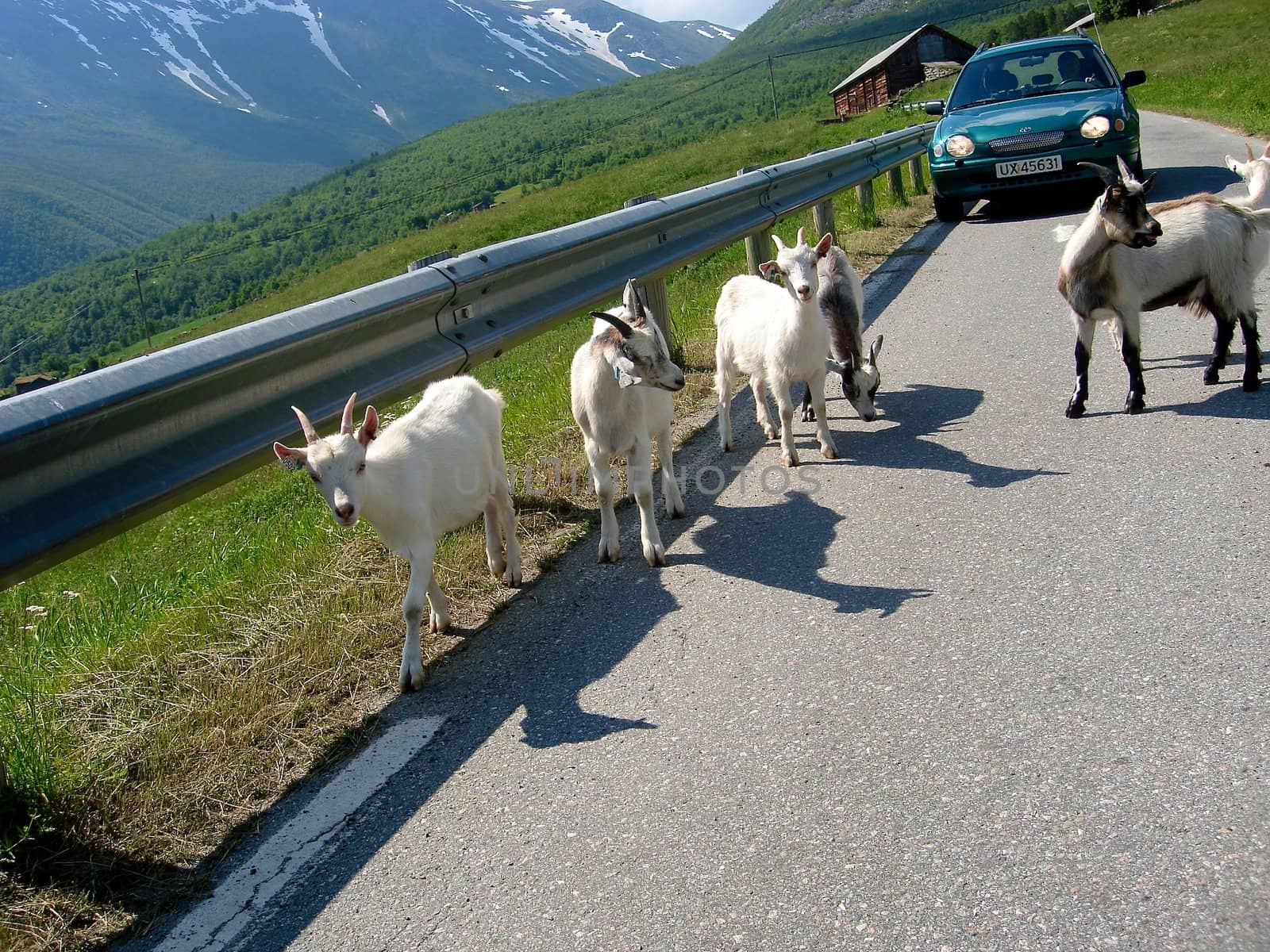 goats walking through the highway. Please note: No negative use allowed.