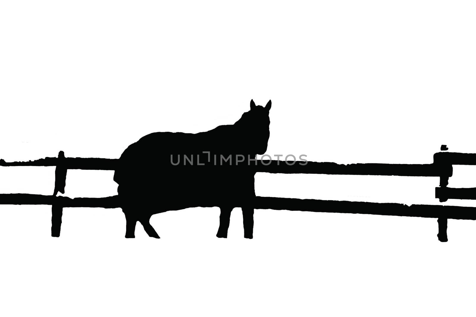 Highlighted silhouette of thouroughbread horse on white background with fence