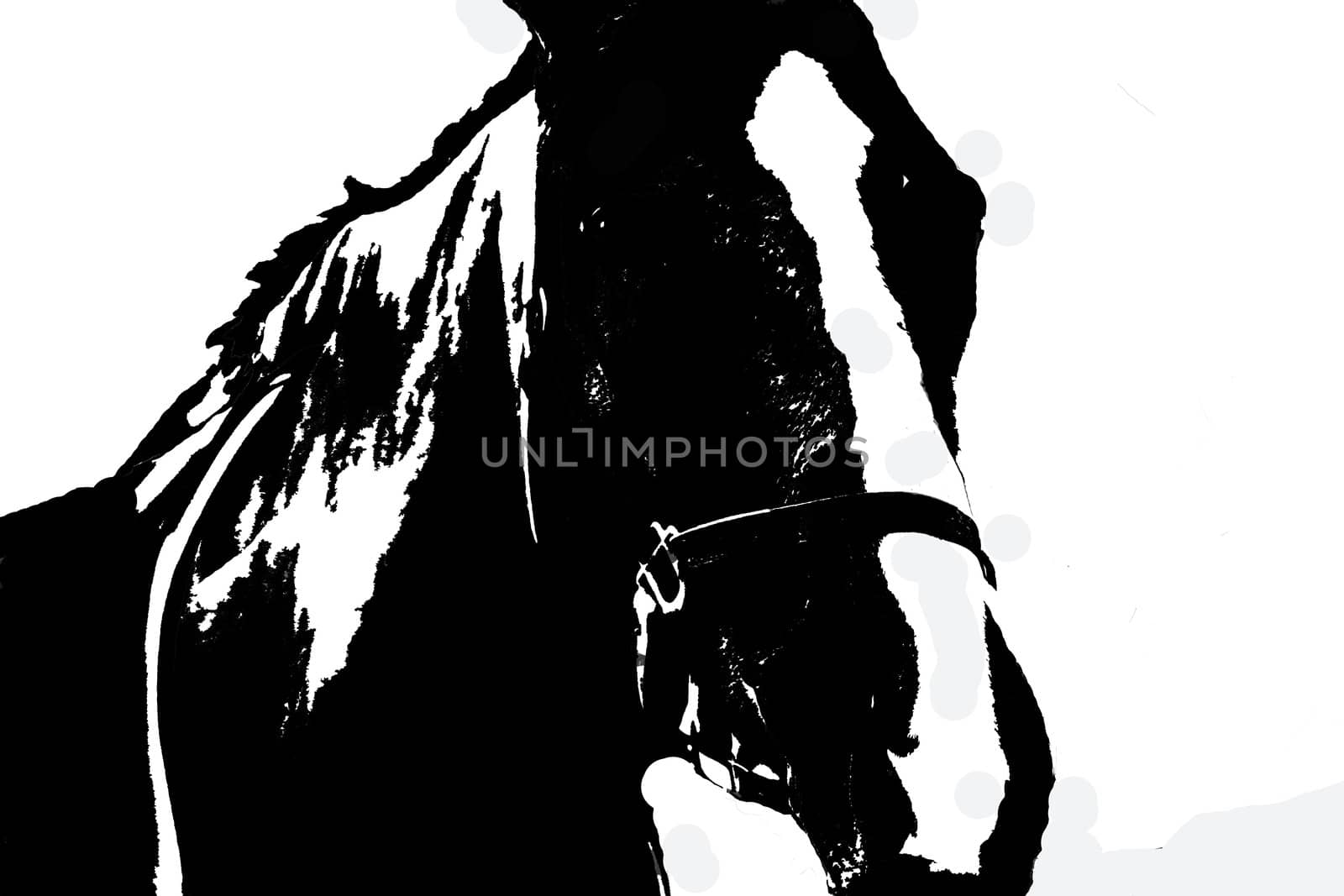 Highlighted silhouette of thouroughbread horse on white background