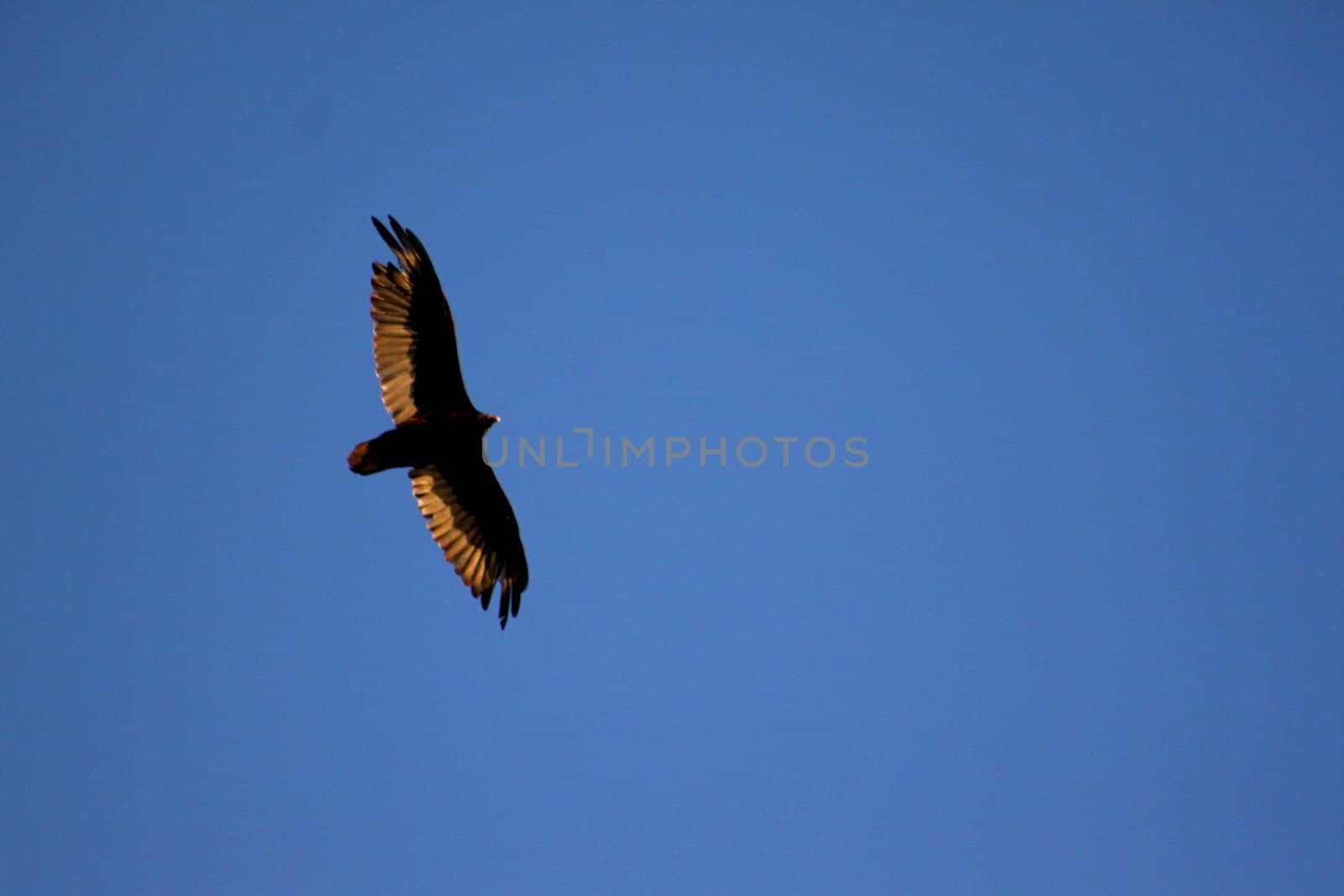 Hawk flying high above at sunset on cloud background