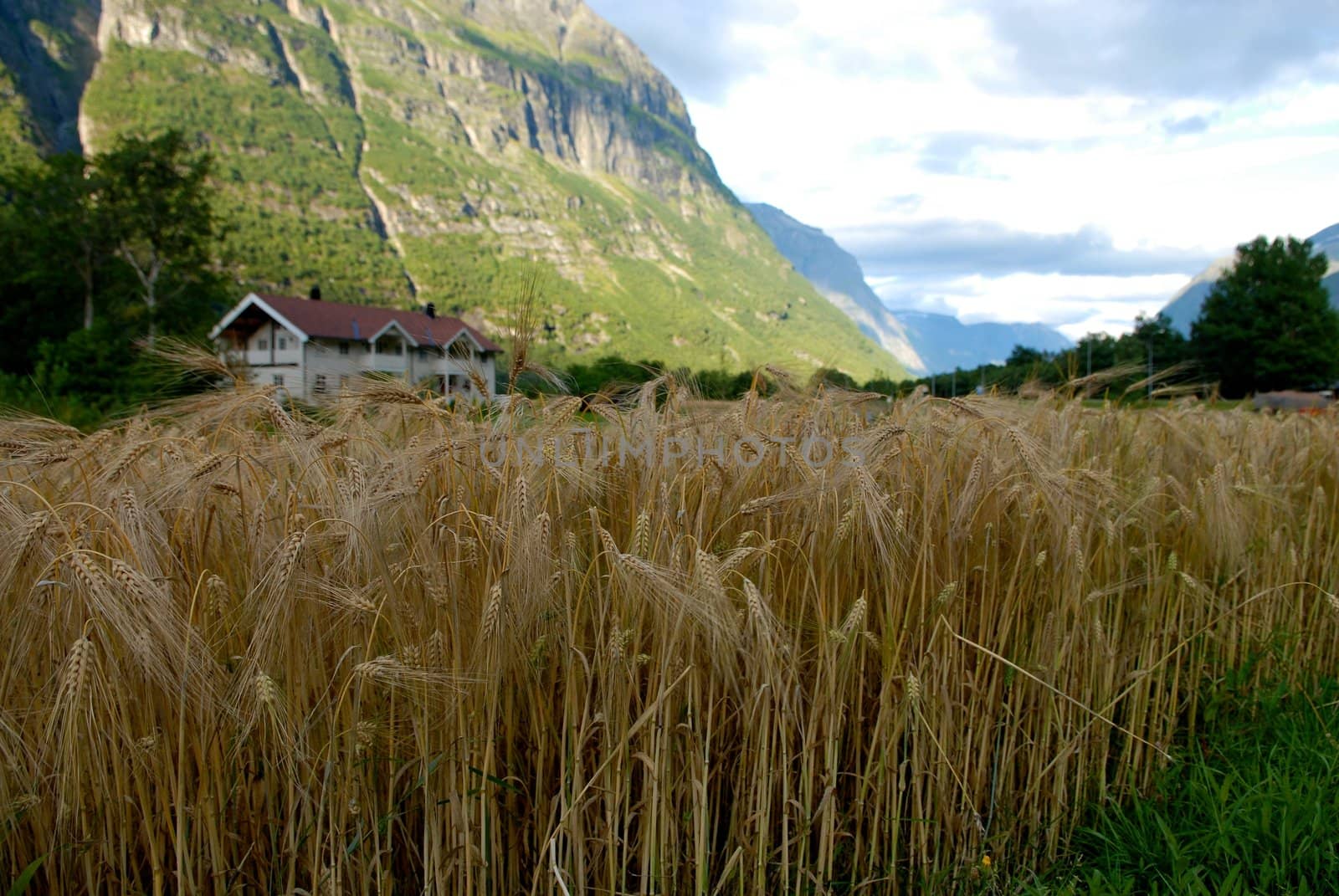 wheat field. Please note: No negative use allowed.