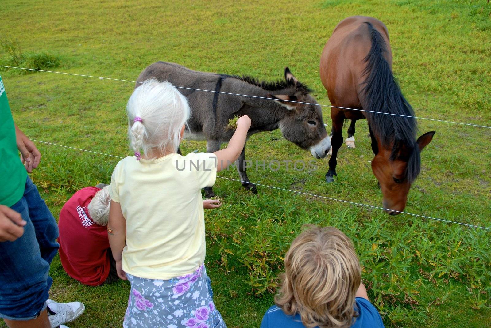 children feeding the horses. Please note: No negative use allowed.