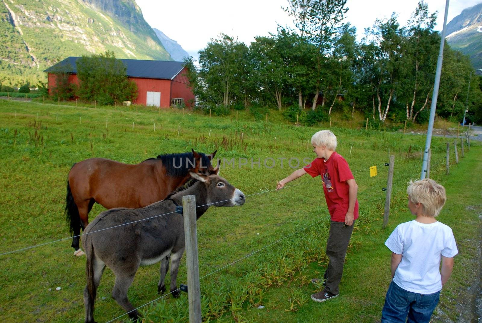 children feeding the horses. Please note: No negative use allowed.