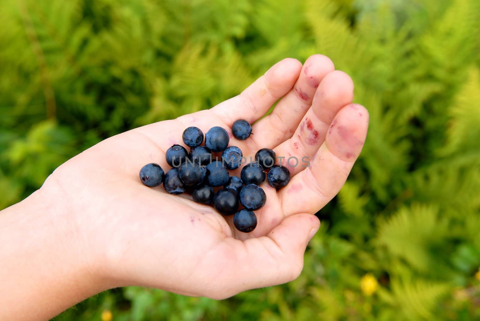 fruits in hand. Please note: No negative use allowed.