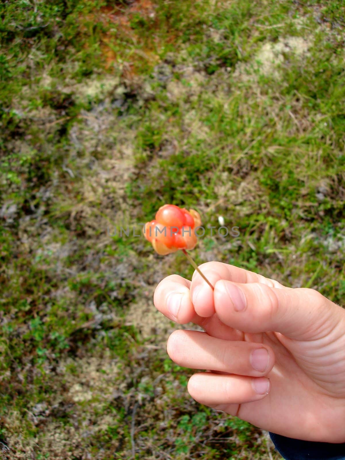 beautiful flower in hand. Please note: No negative use allowed.