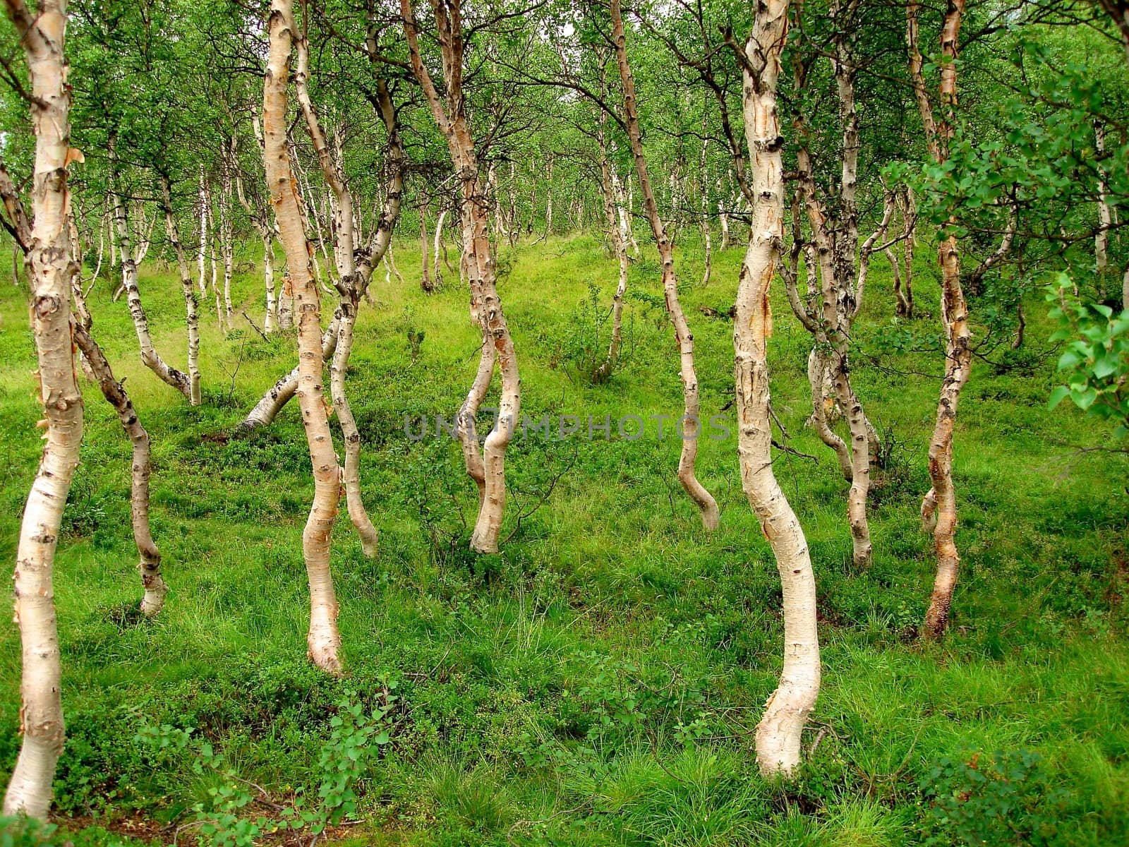 forest in Norway. Please note: No negative use allowed.