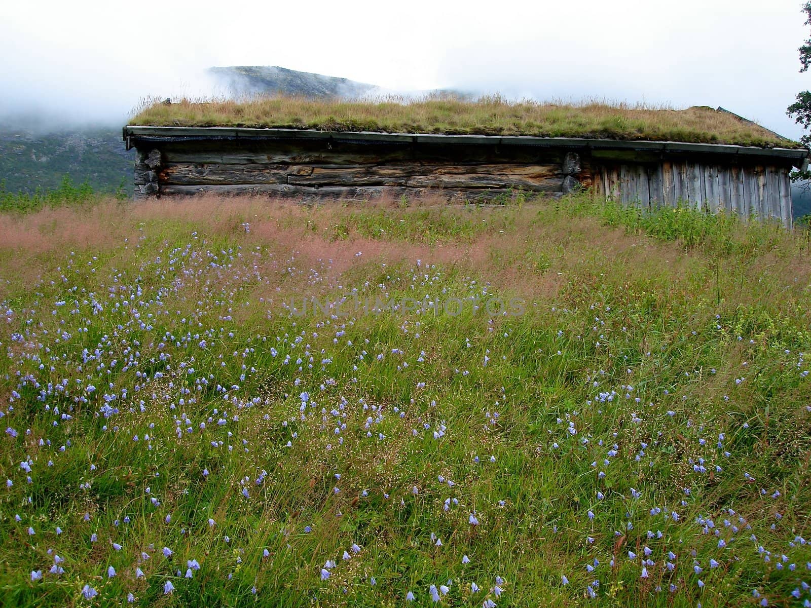 wooden cabin in the wild. Please note: No negative use allowed.