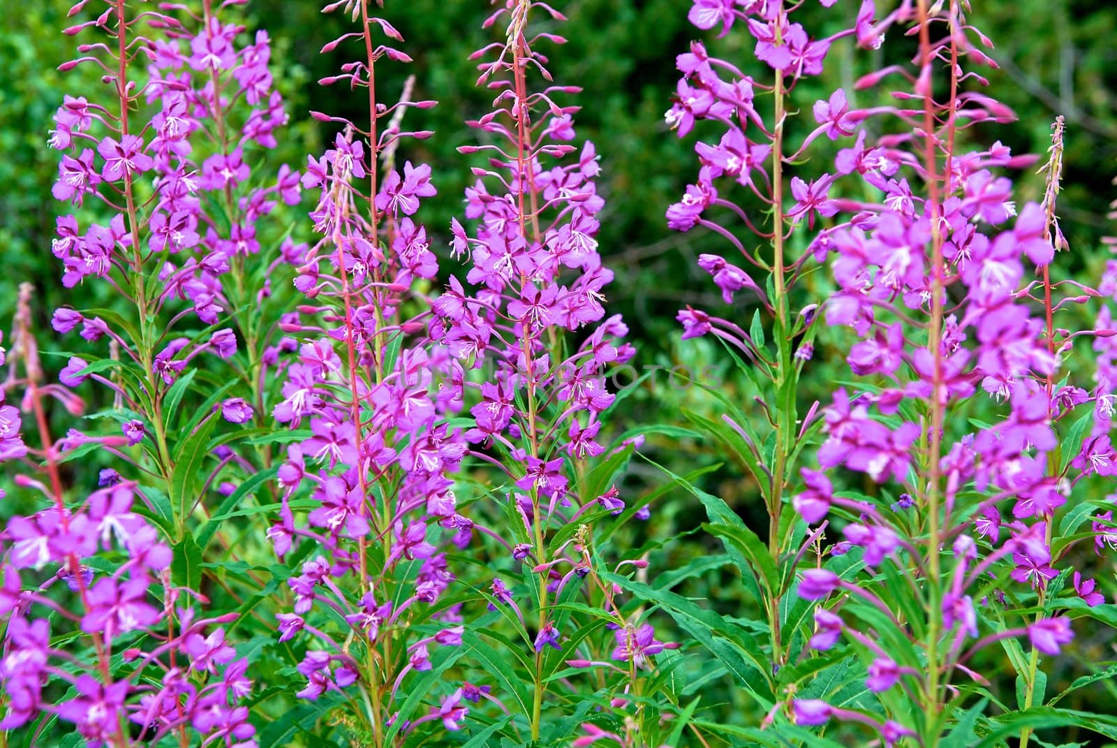 blossom flowers. Please note: No negative use allowed.