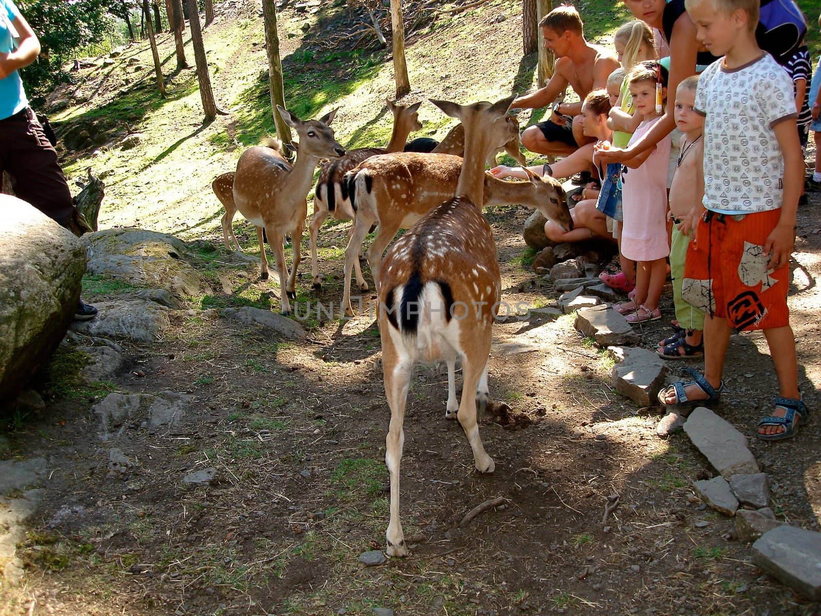 children feeding deers. Please note: No negative use allowed.