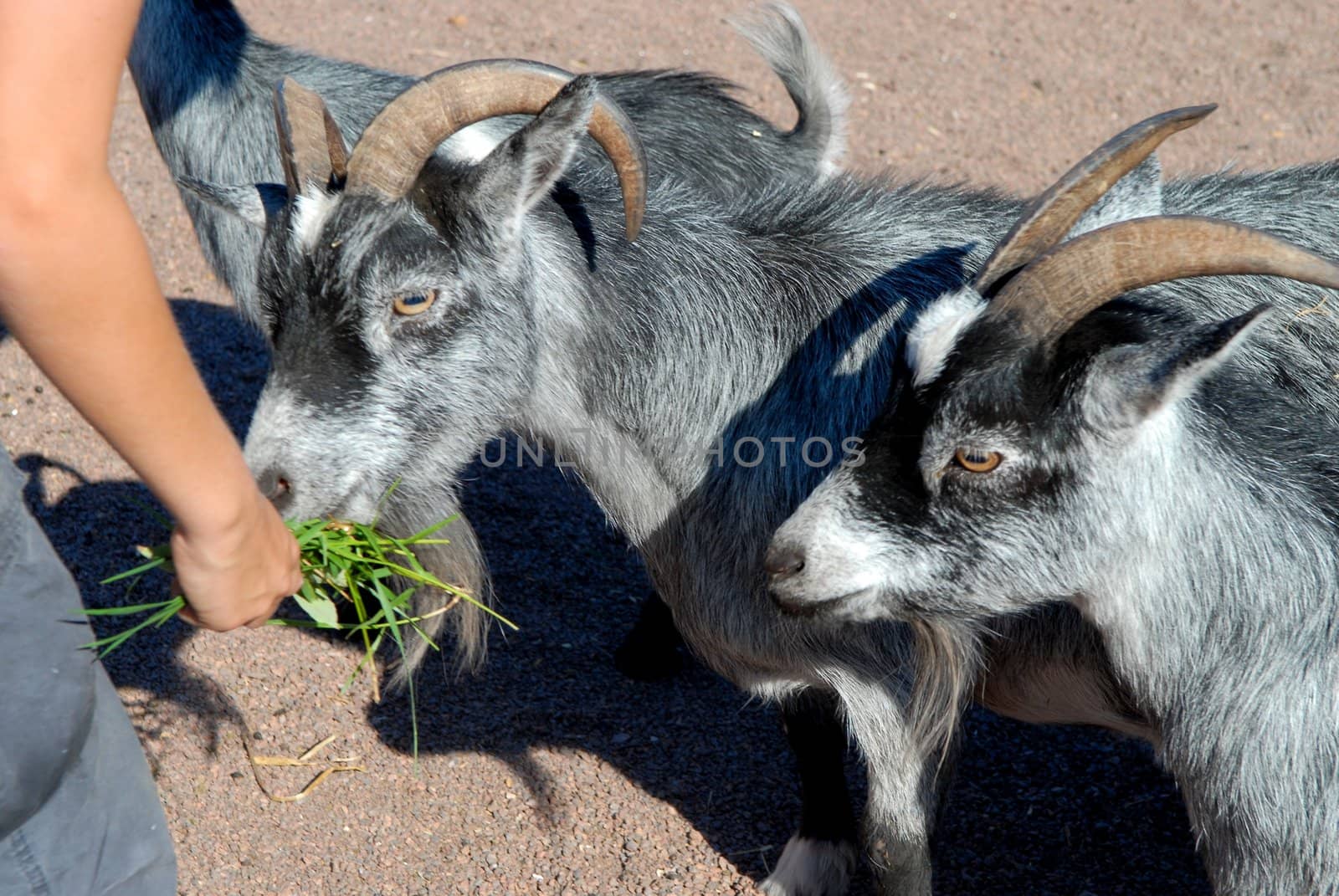 Scandinavian Lifestyle - feeding on the goats by Bildehagen