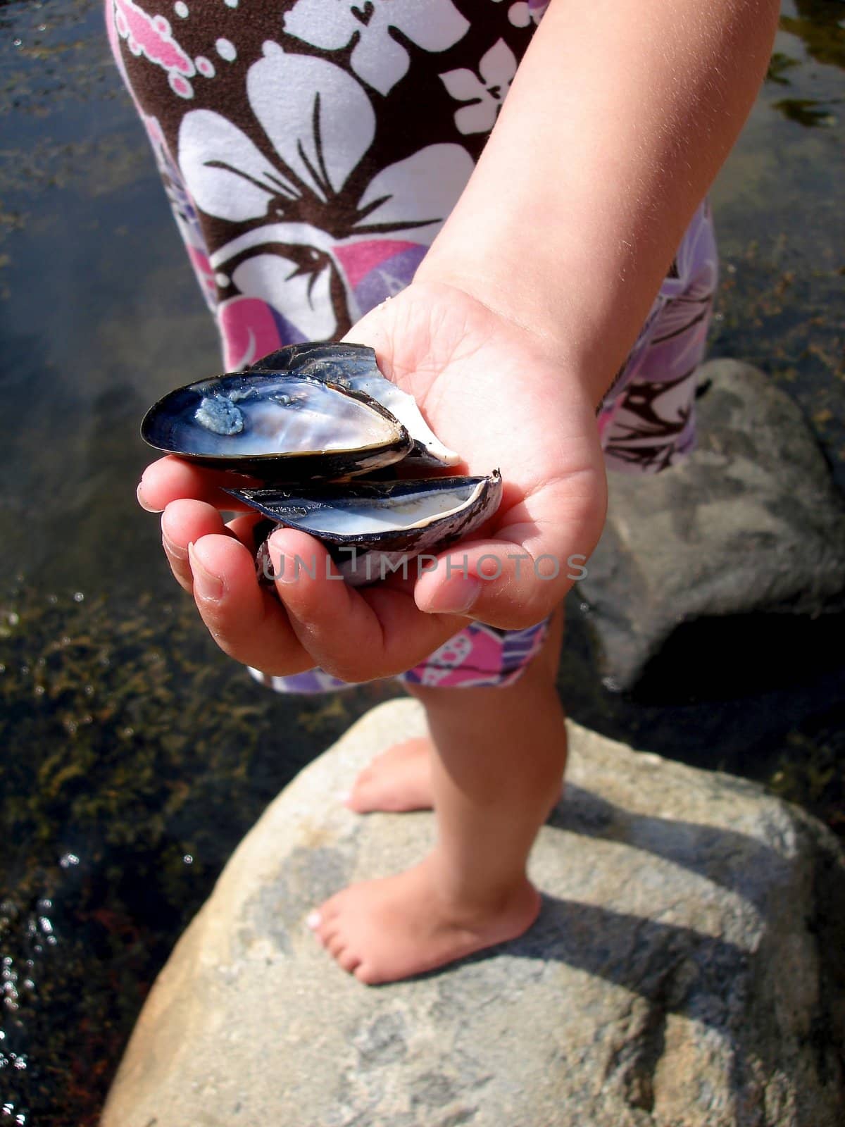 shells in child's hand. Please note: No negative use allowed.