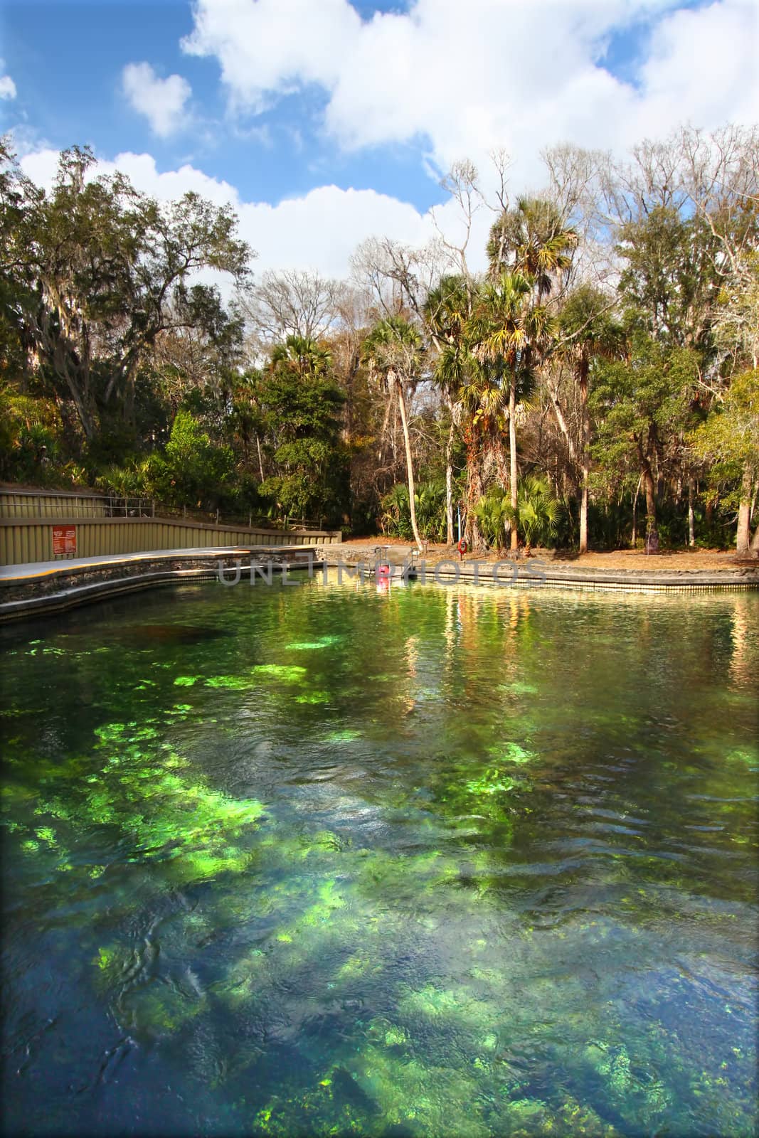 Clear waters of Wekiwa Springs State Park in central Florida.