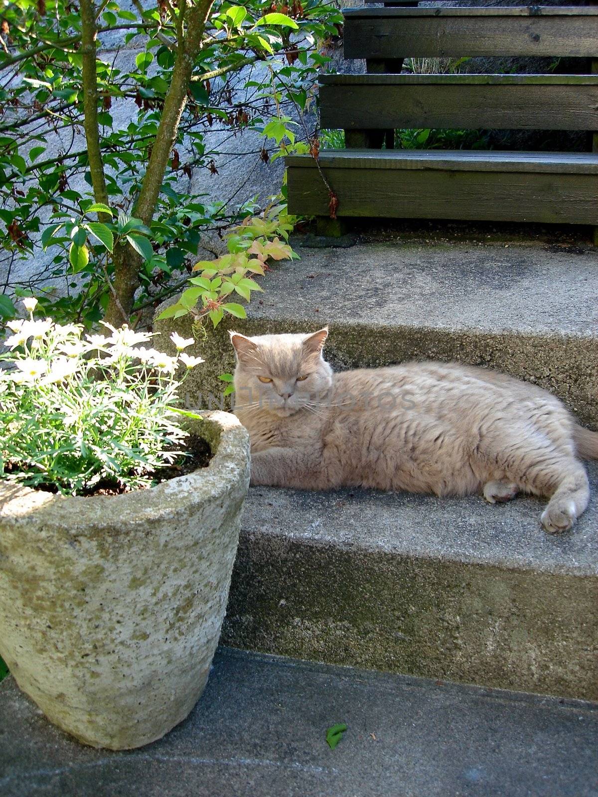 a lazy cat. Please note: No negative use allowed.