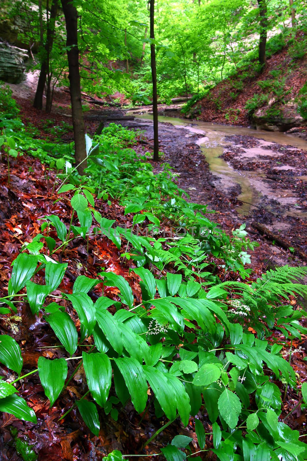 Lush vegetation grows quickly with spring rains at Starved Rock State Park.