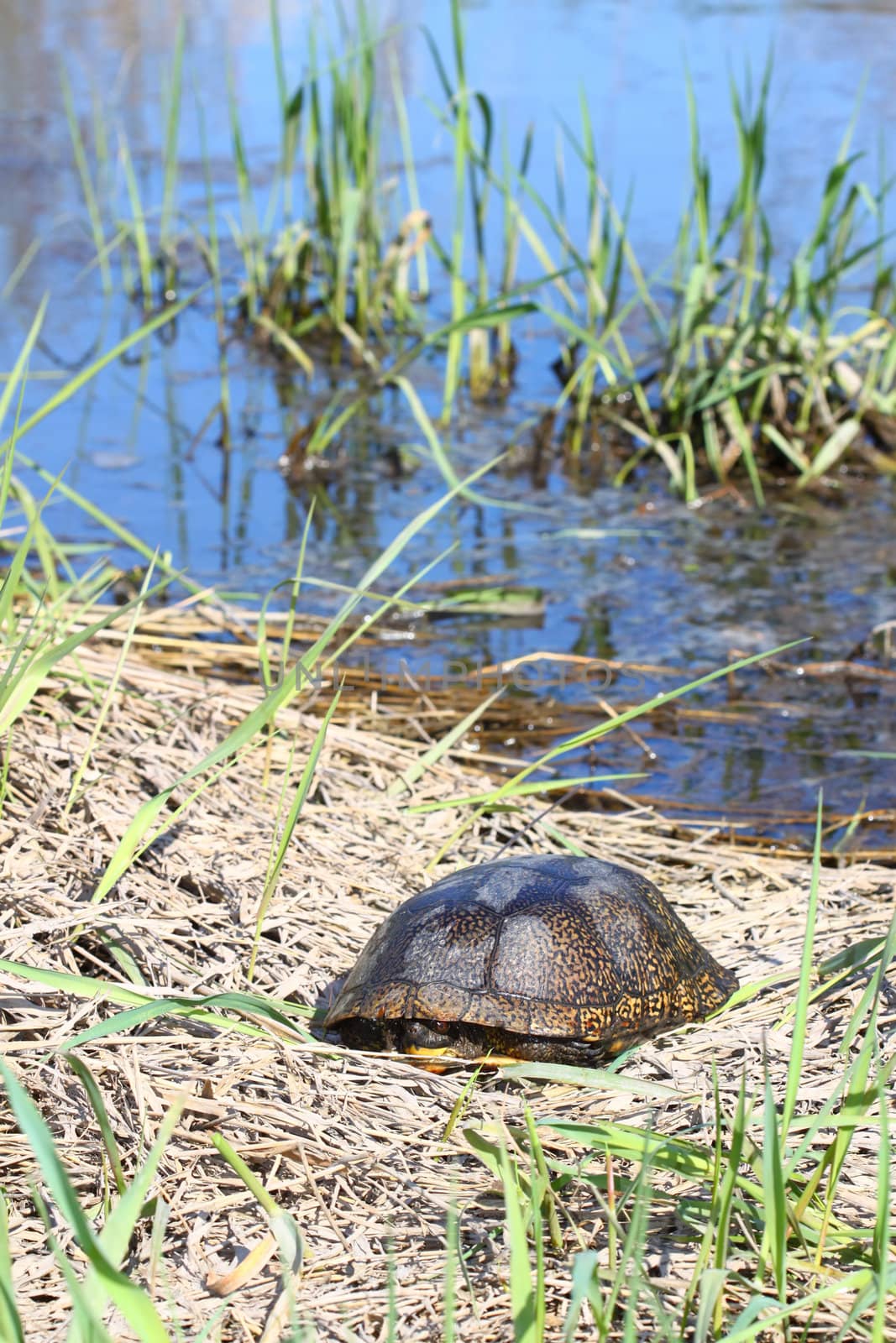 Blandings Turtle (Emydoidea blandingii) basking on a sunny spring day in the midwestern United States.