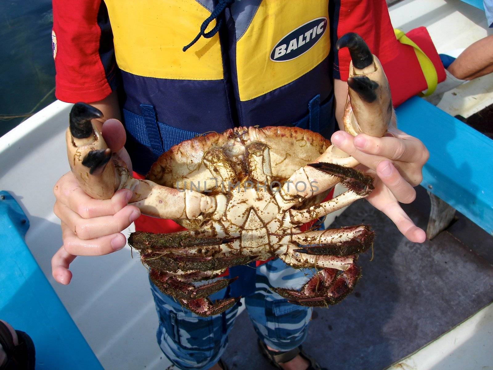 got a big crab. Please note: No negative use allowed.