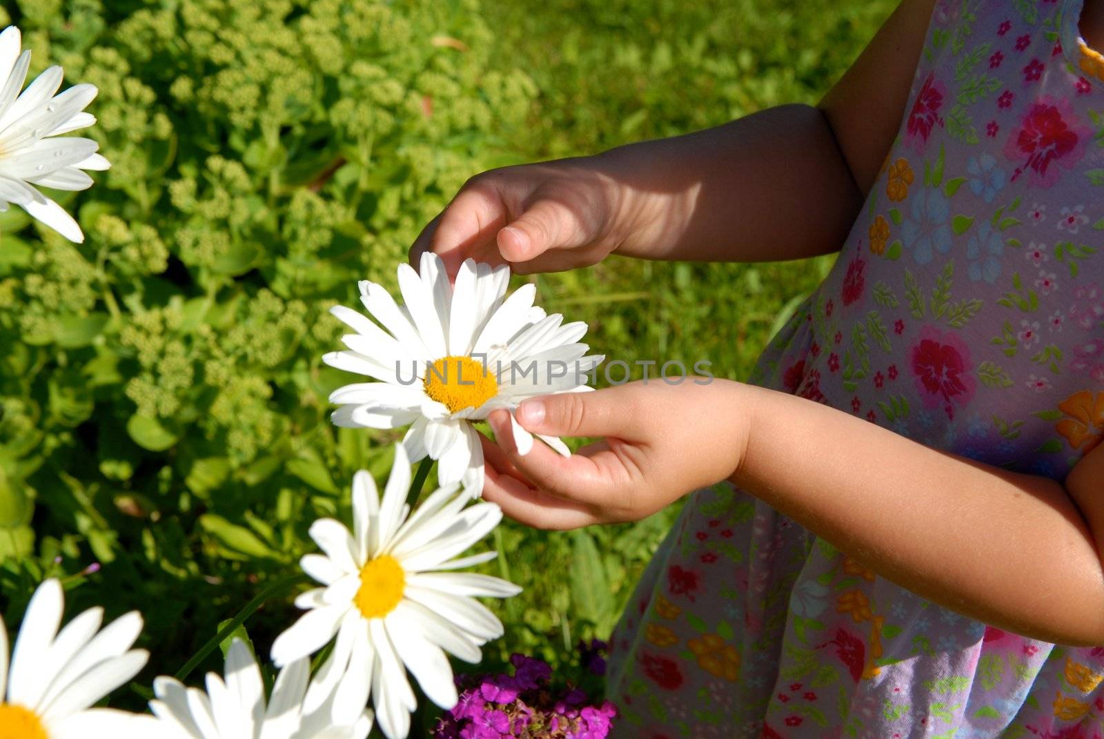 Scandinavian Lifestyle - girl picking the flowers by Bildehagen