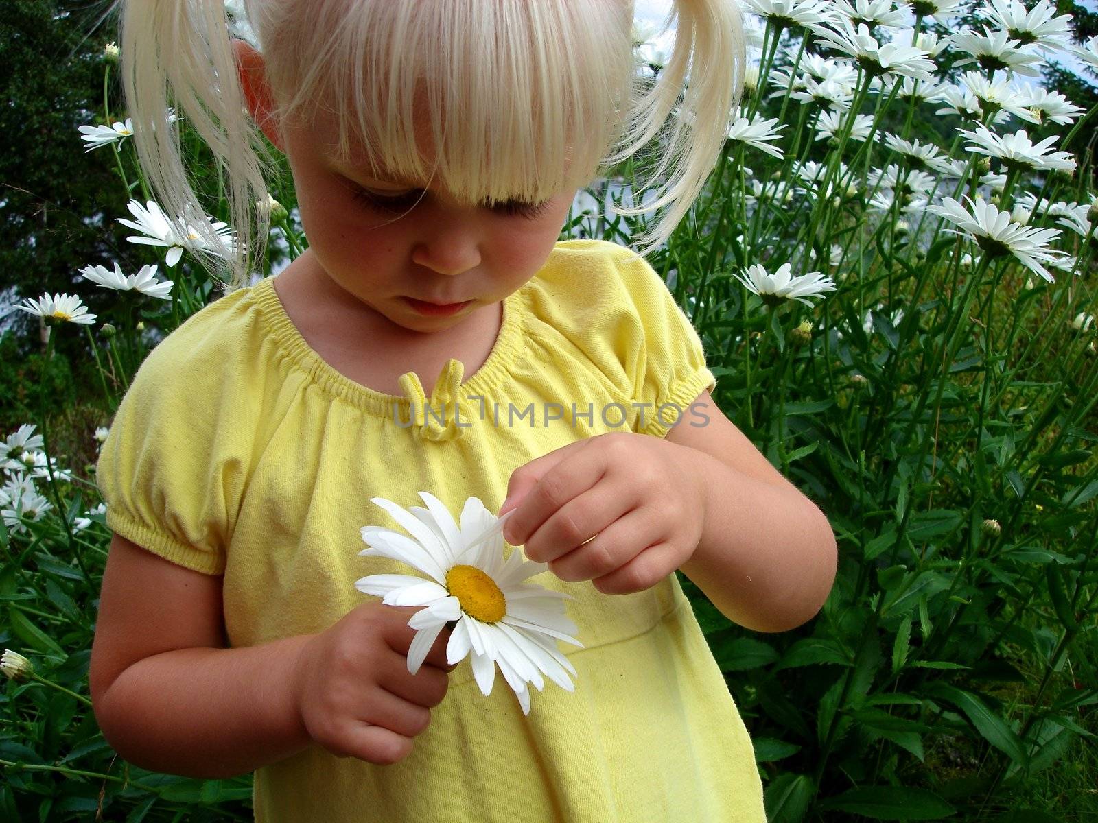 girl picking the flowers. Please note: No negative use allowed.