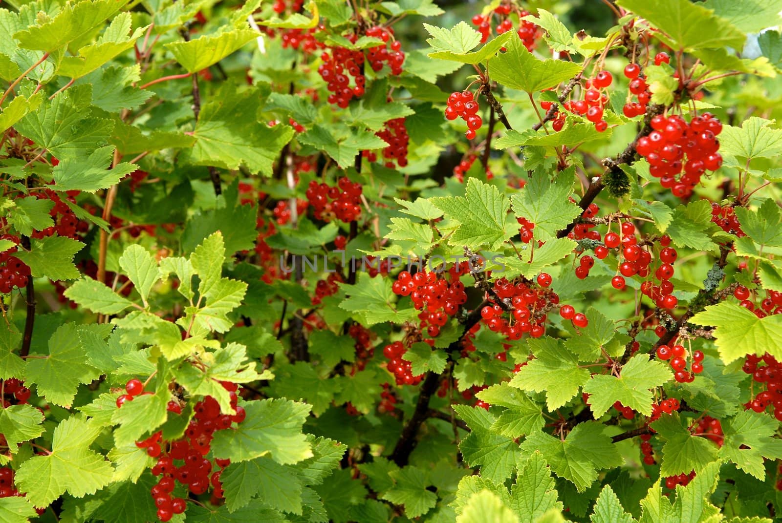 cherries on the tree. Please note: No negative use allowed.. Please note: No negative use allowed.