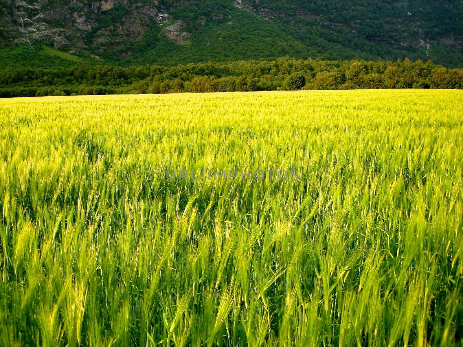 green wheat field. Please note: No negative use allowed.