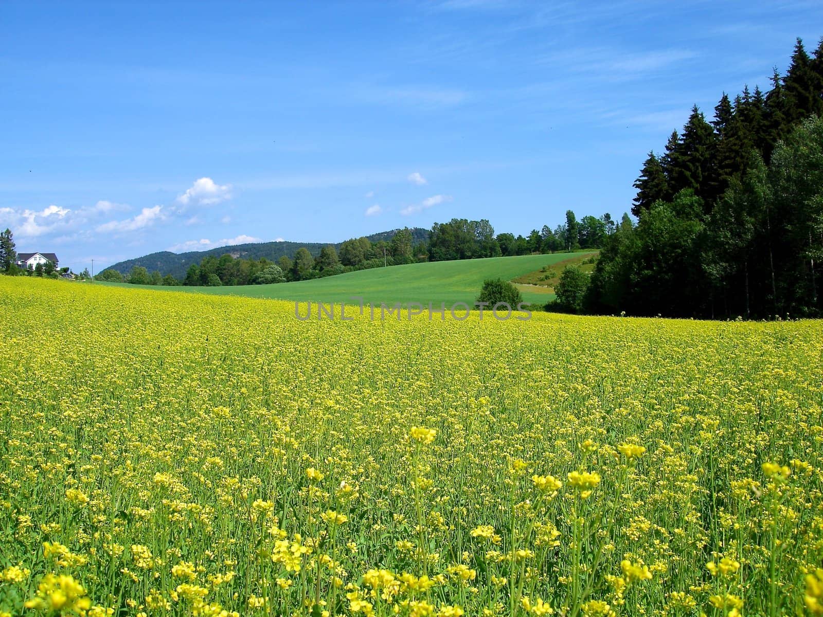 flowers in the wild. Please note: No negative use allowed.