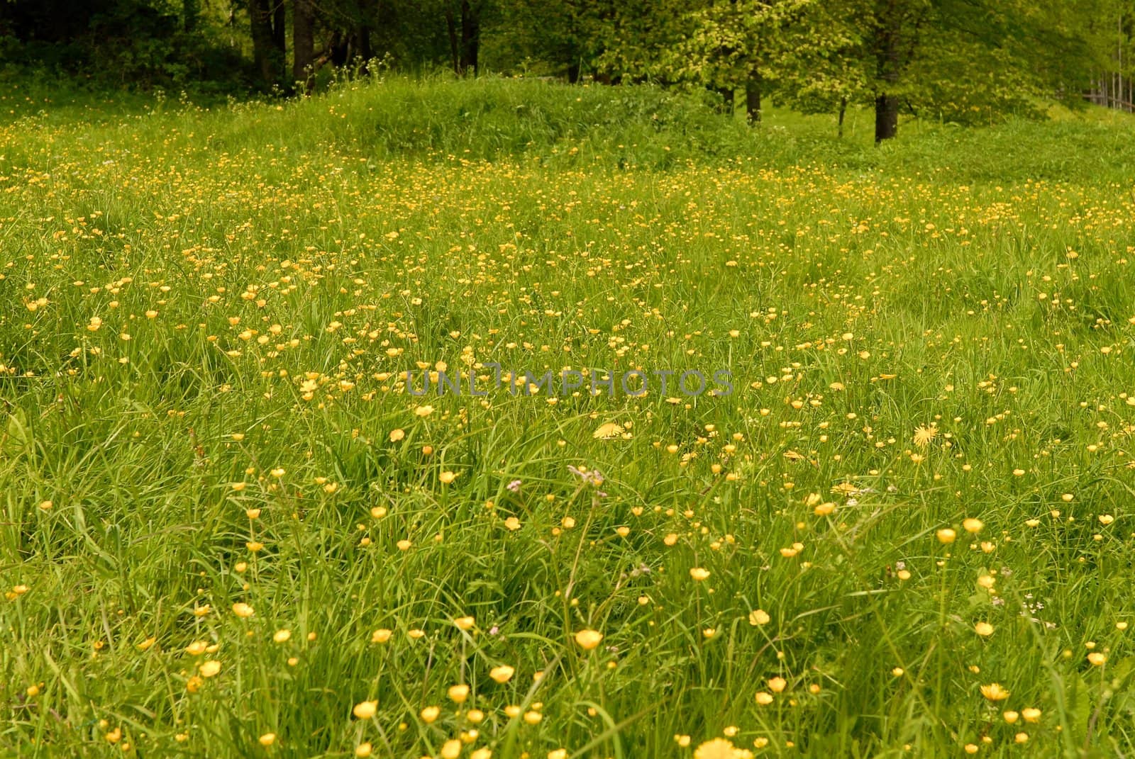 Scandinavian Lifestyle - grass and flowers in the wild by Bildehagen