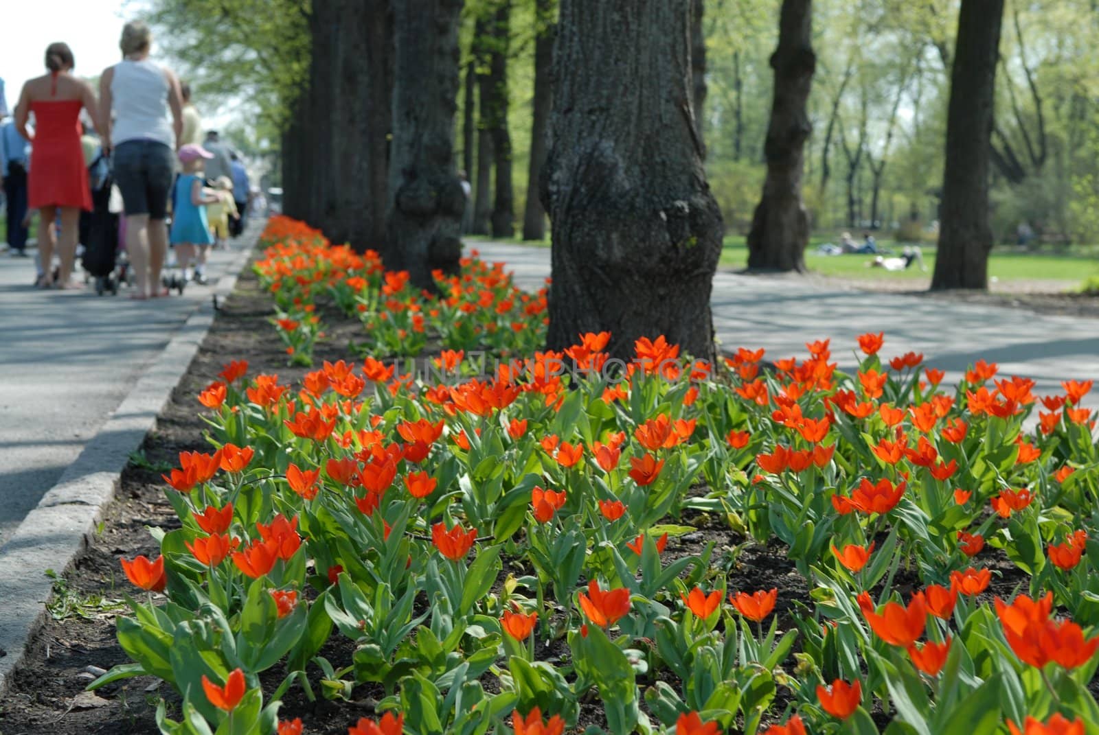 flowers by the road. Please note: No negative use allowed.