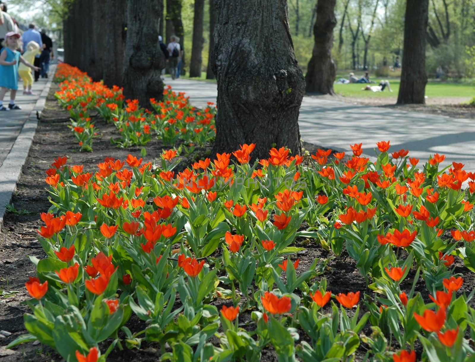 Flowers in the park. Frognerparken, Norway. Please note: No negative use allowed.
