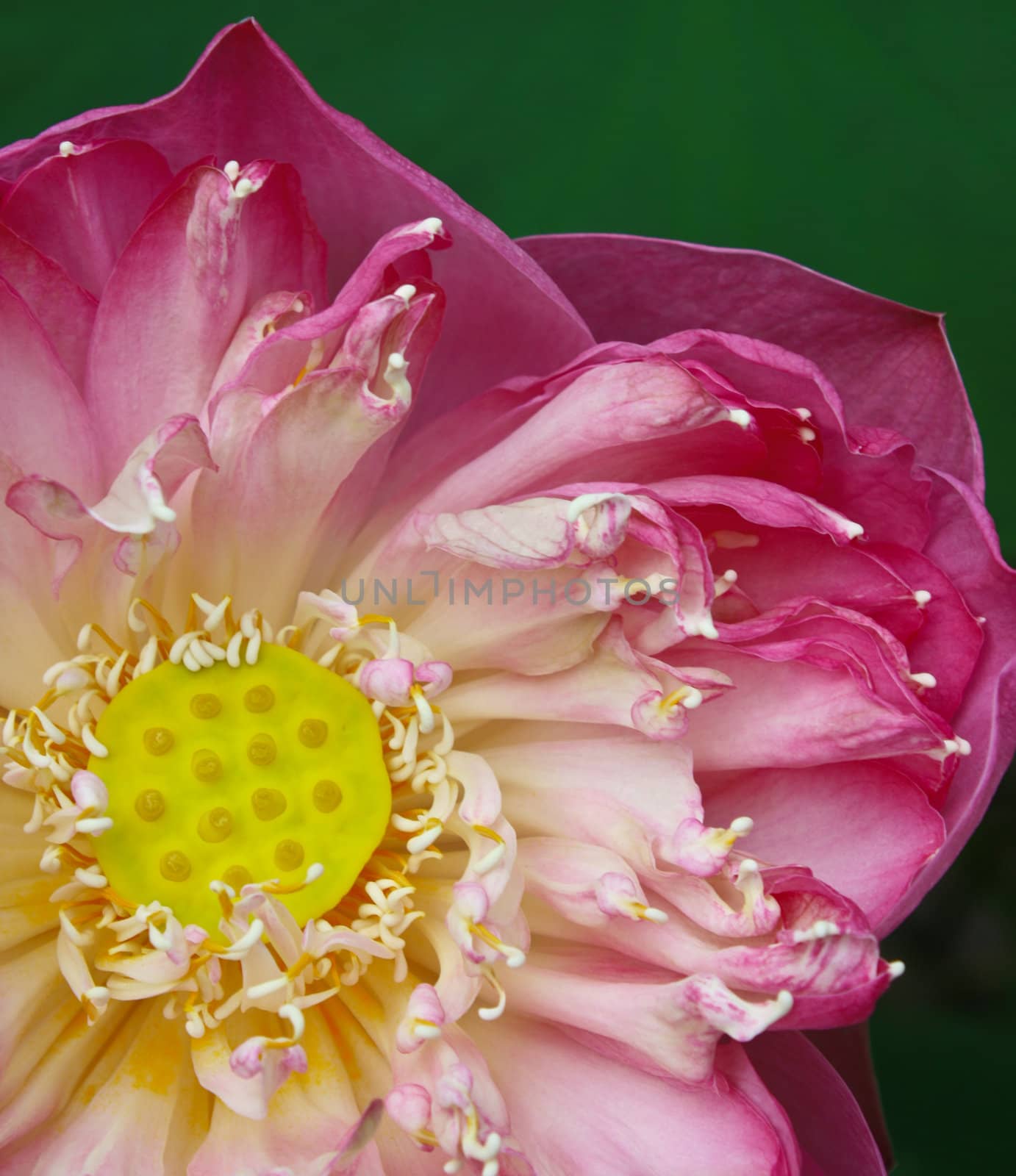 Close up lotus by liewluck