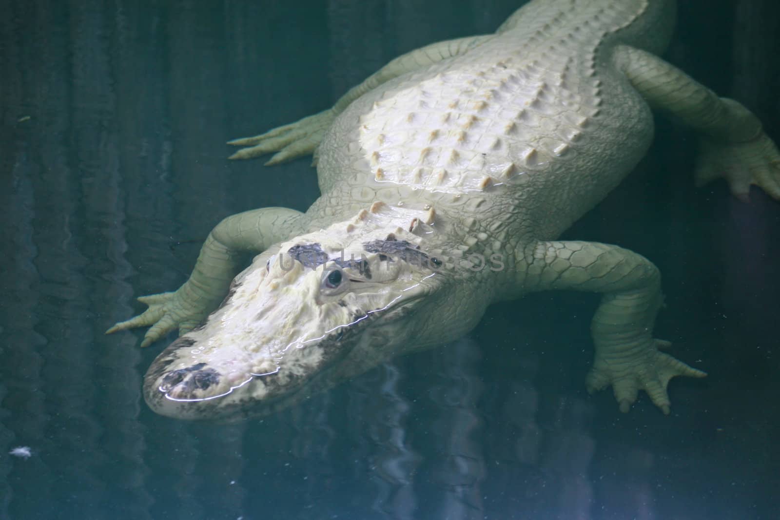 White Alligator by quackersnaps