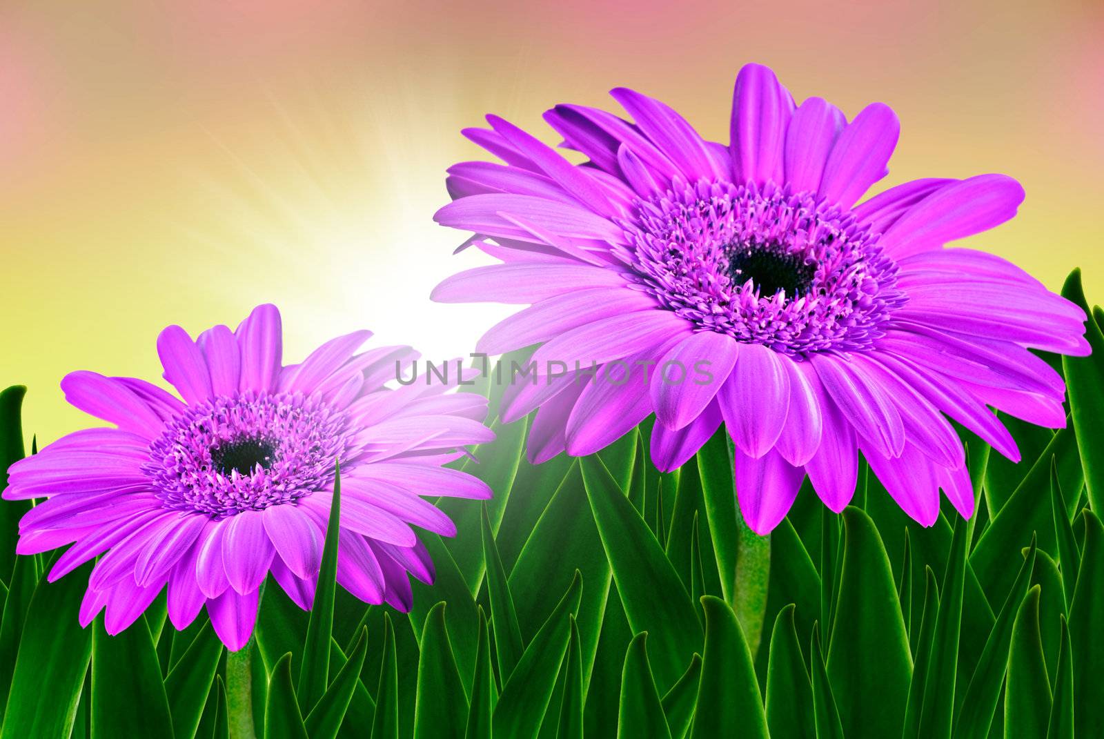 Colorful daisy gerbera flowers in a field at sunrise